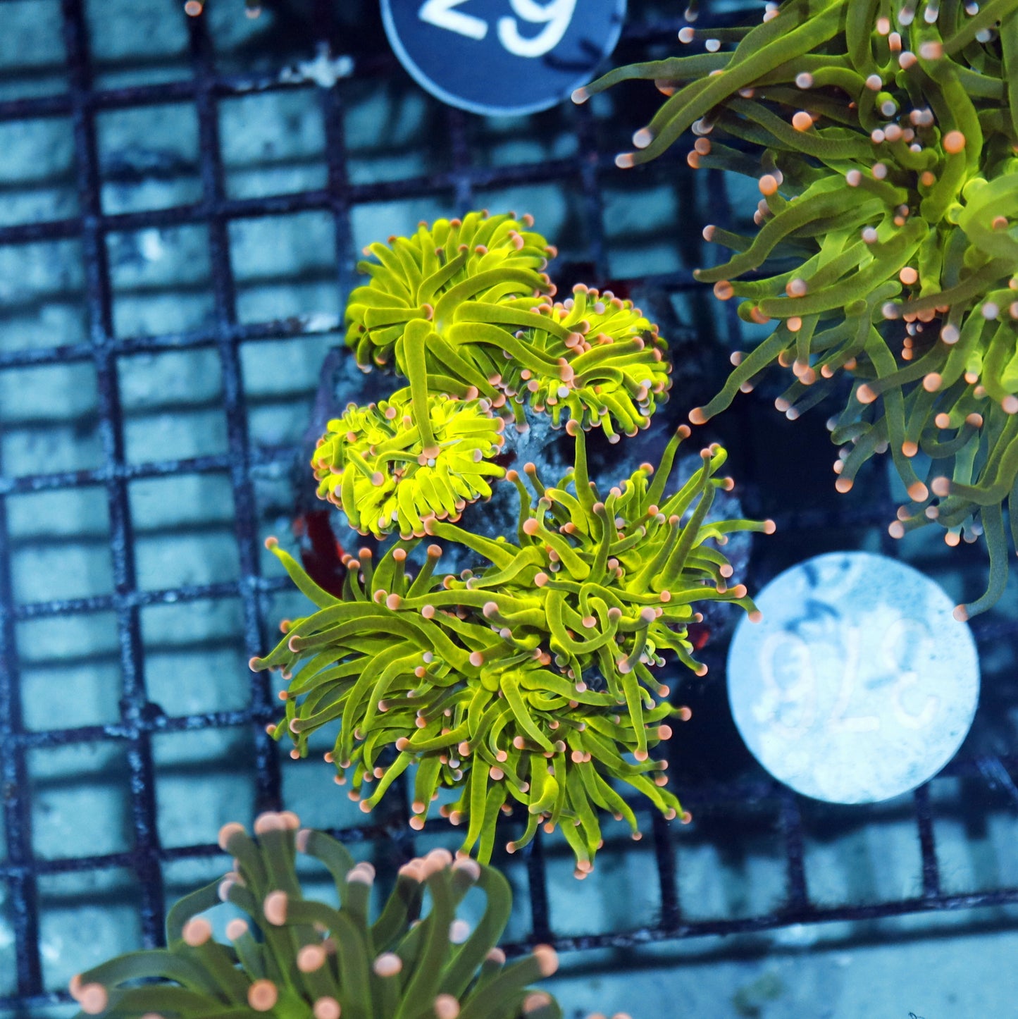 Torch metallic green pink tips B376