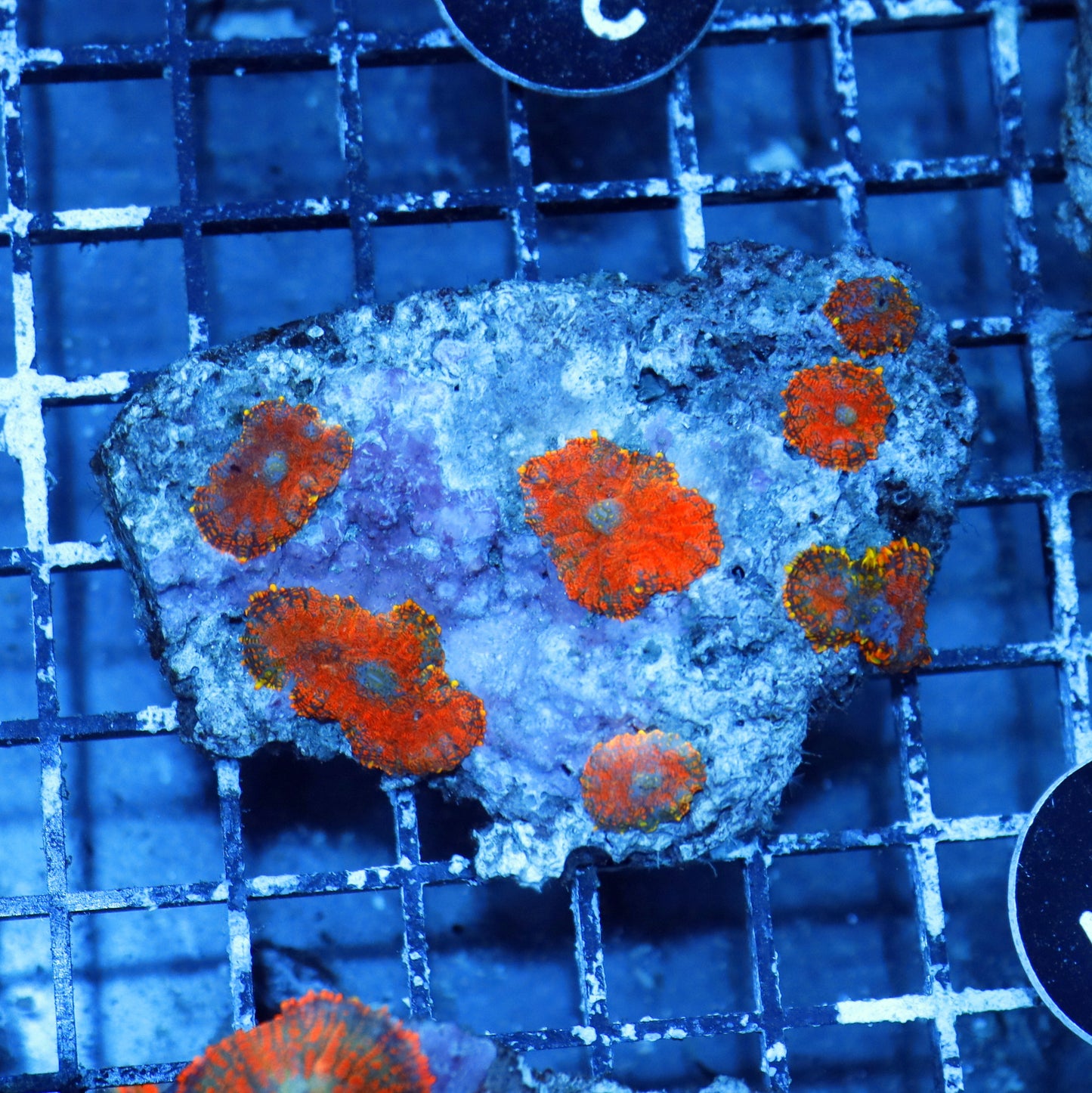 Mushroom Rhodactis Orange BK444