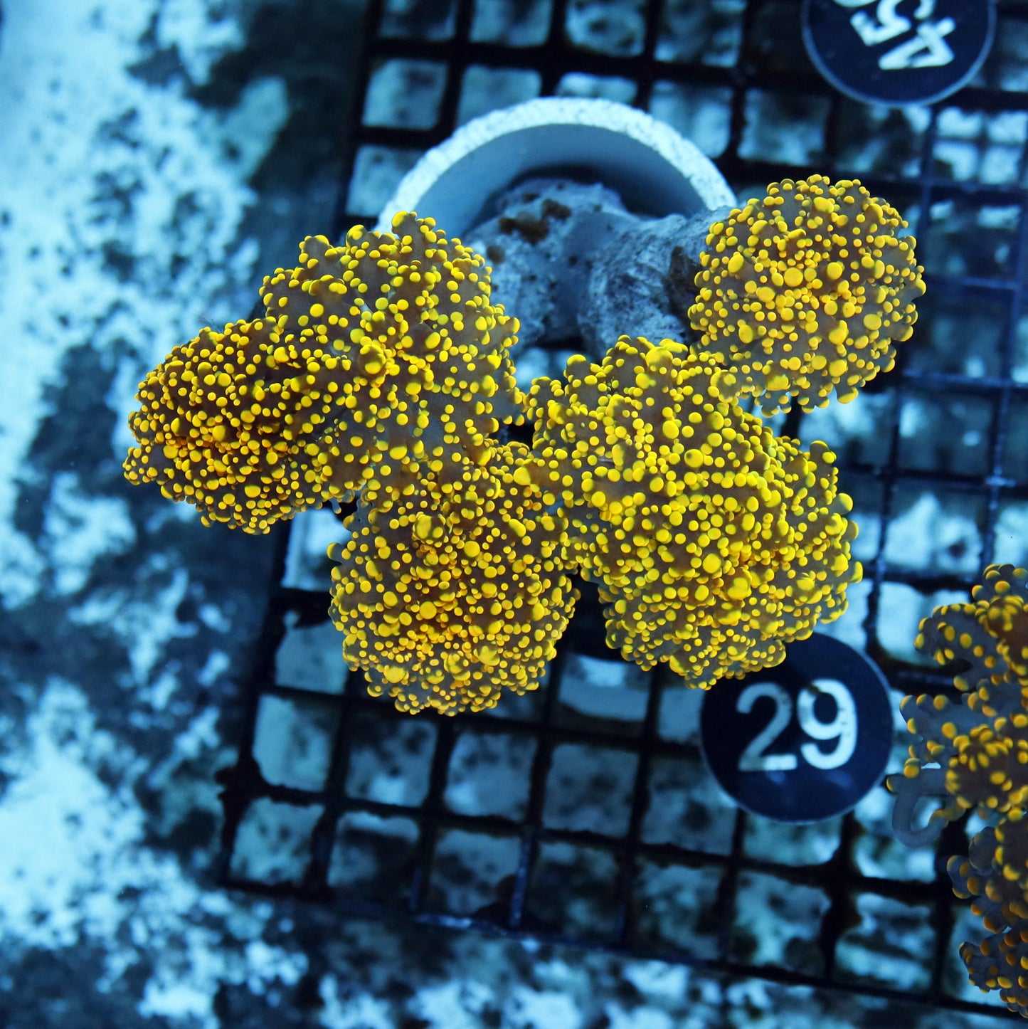 Frogspawn Branching Gold BK234