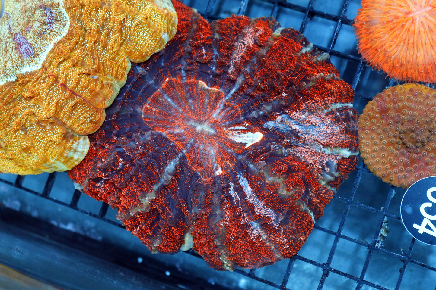 Acanthophyllia Metallic Red