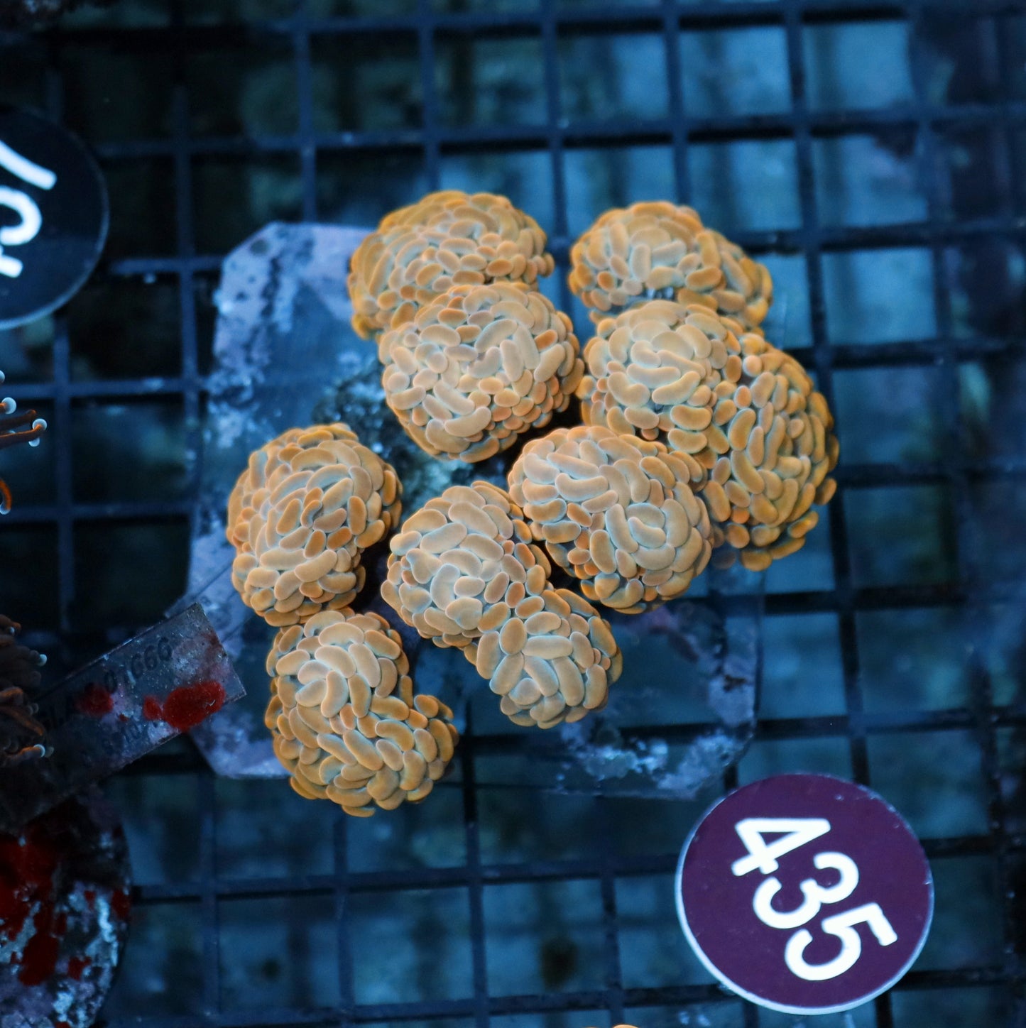 HAMMER BRANCHING GOLD R435