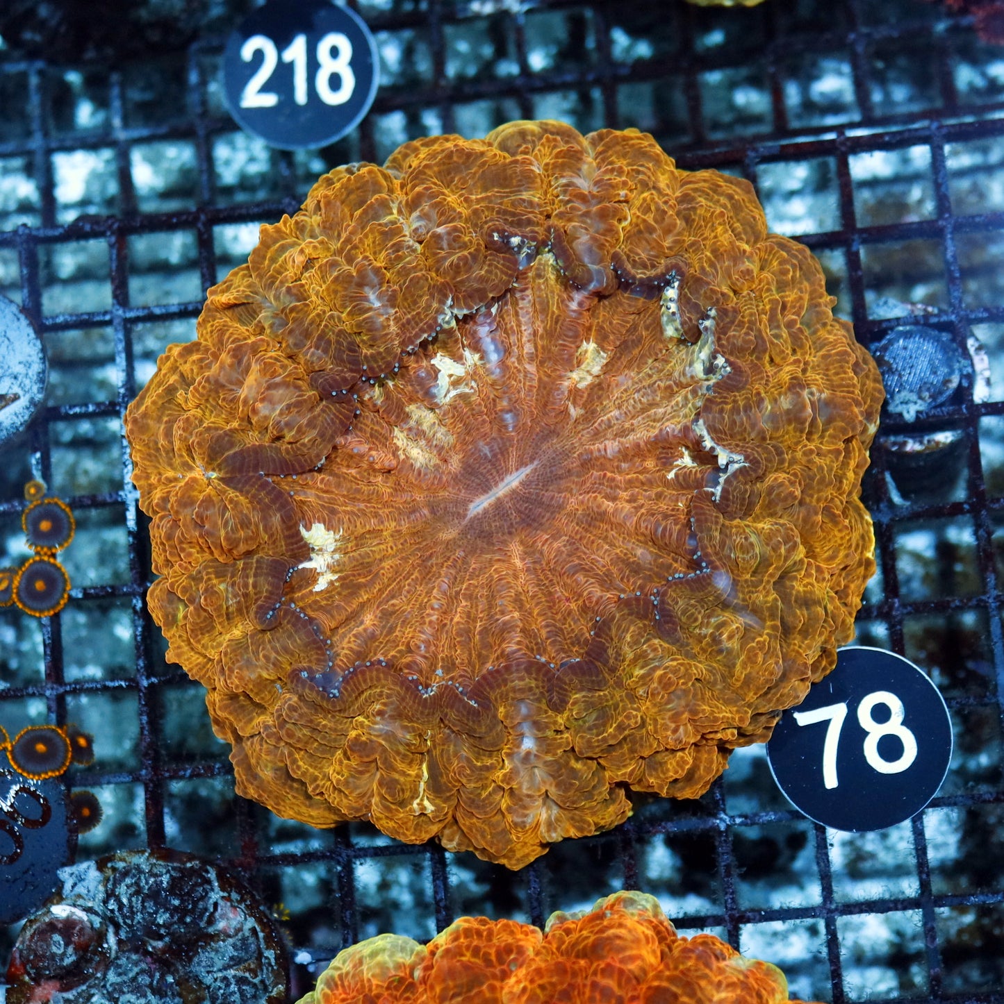 ACANTHOPHYLLIA ORANGE/GOLD METALLIC BK78