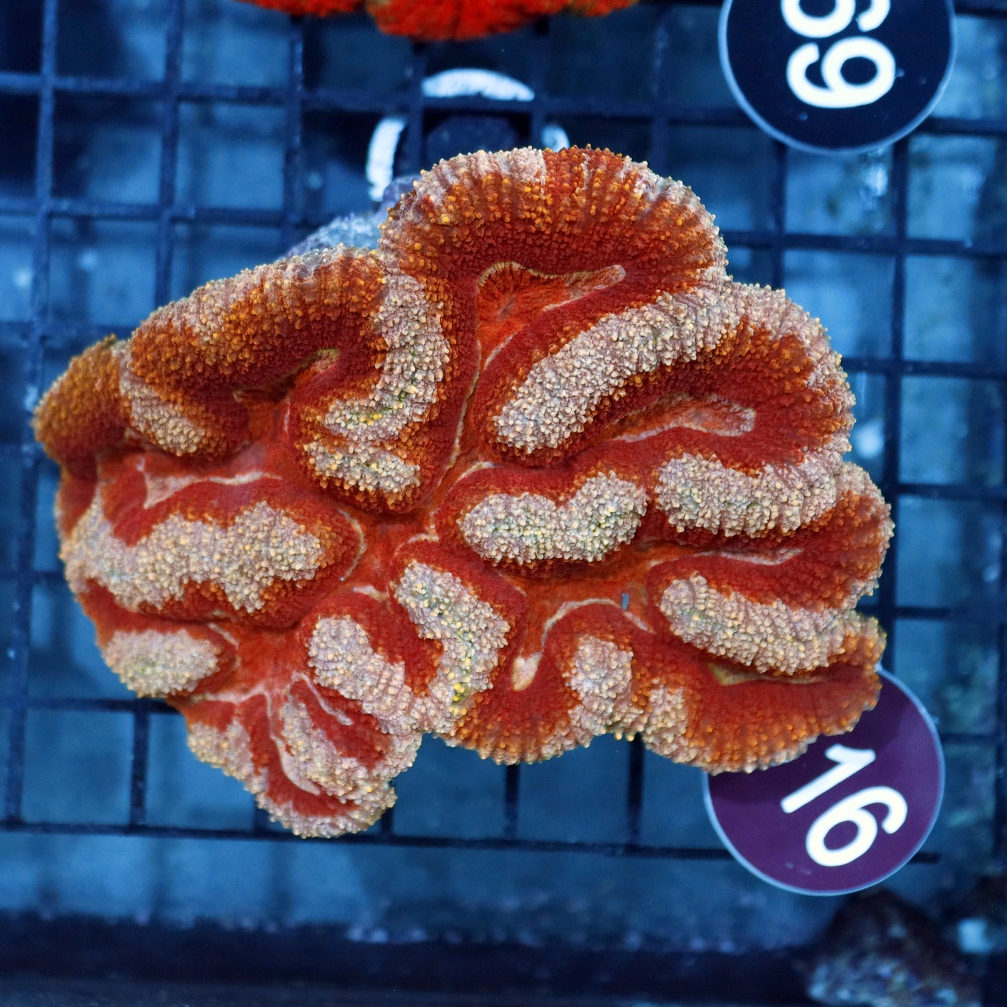 Lobophyllia\Symphyllia R416