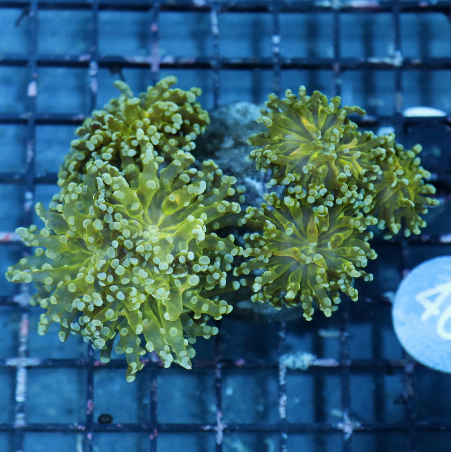 Frogspawn branching green