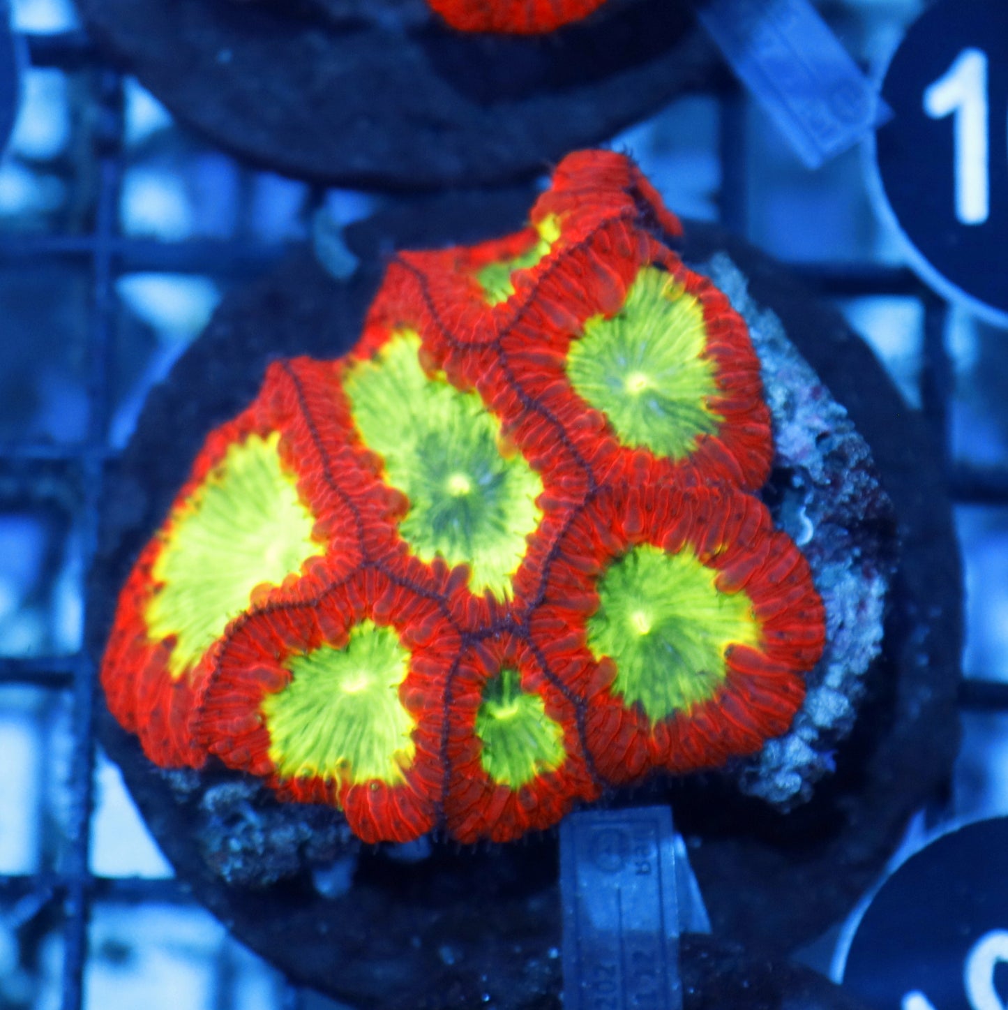 Blastomussa metallic red BK163