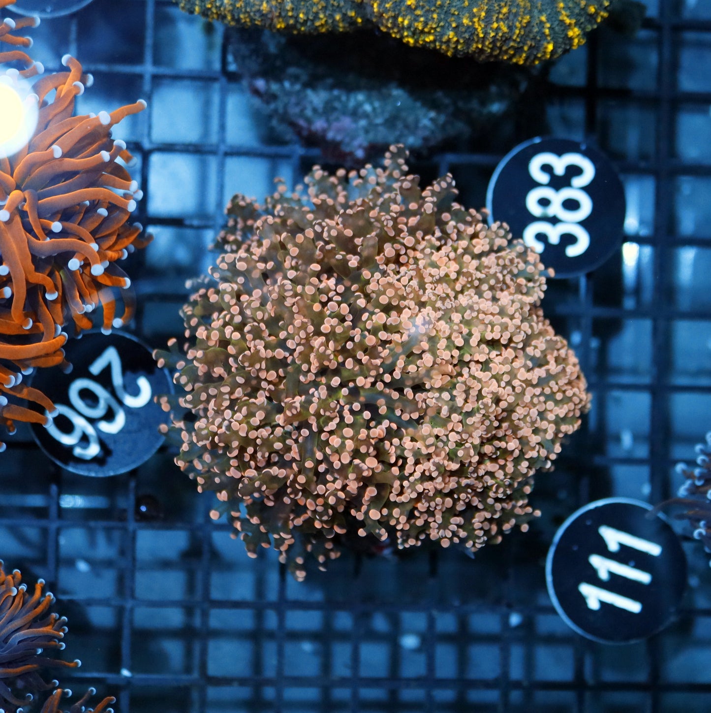 FROGSPAWN ORANGE/GREEN BK111