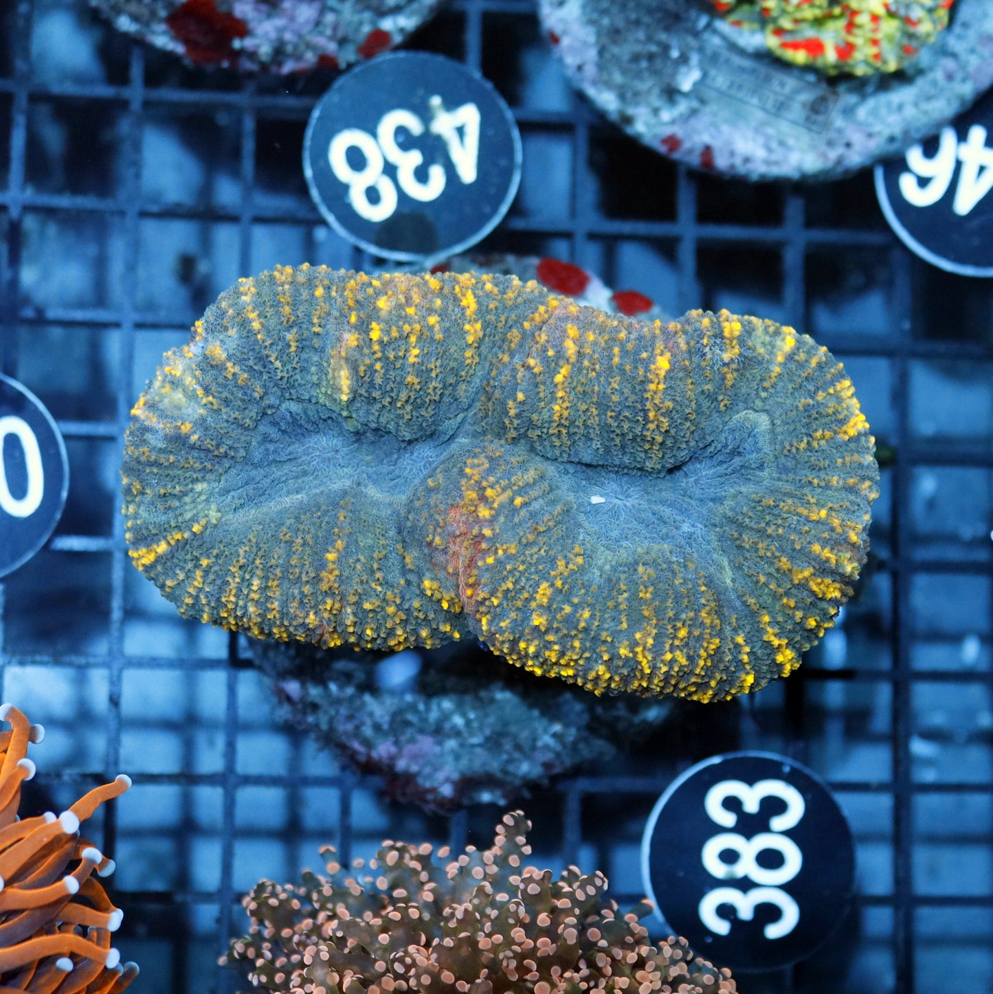 LOBOPHYLLIA RAINBOW BK383