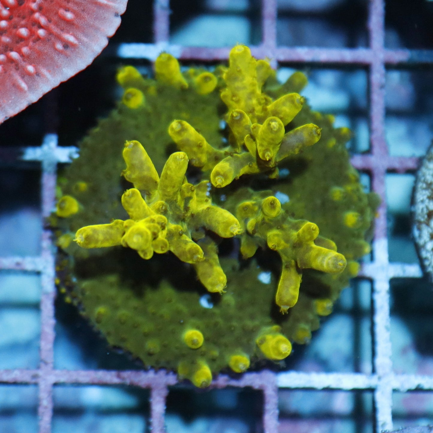 Acropora cultured