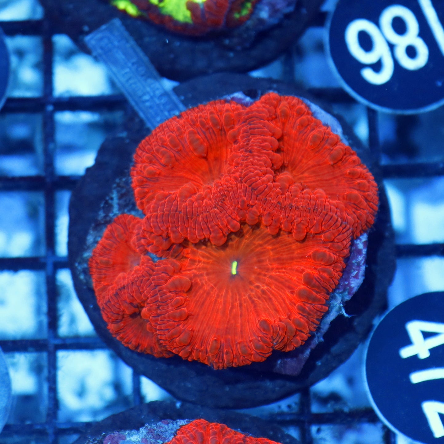 Blastomussa red metallic BK472