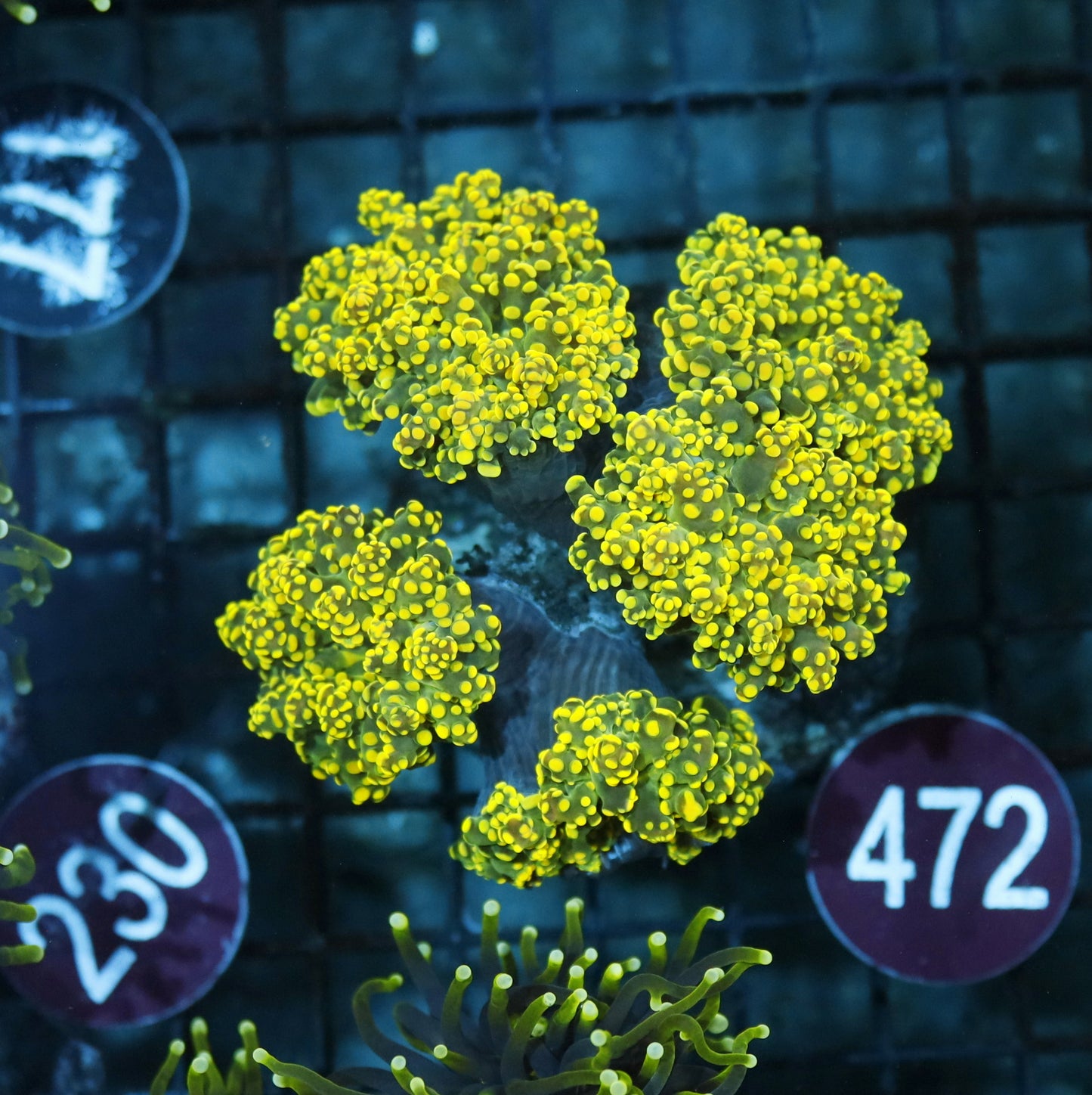 FROGSPAWN BRANCHING GOLD R472