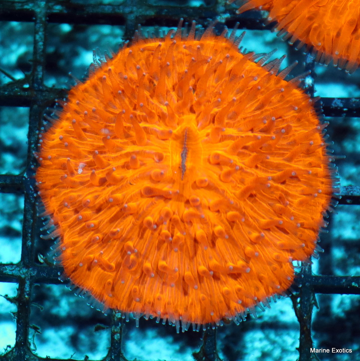 Plate coral orange metallic