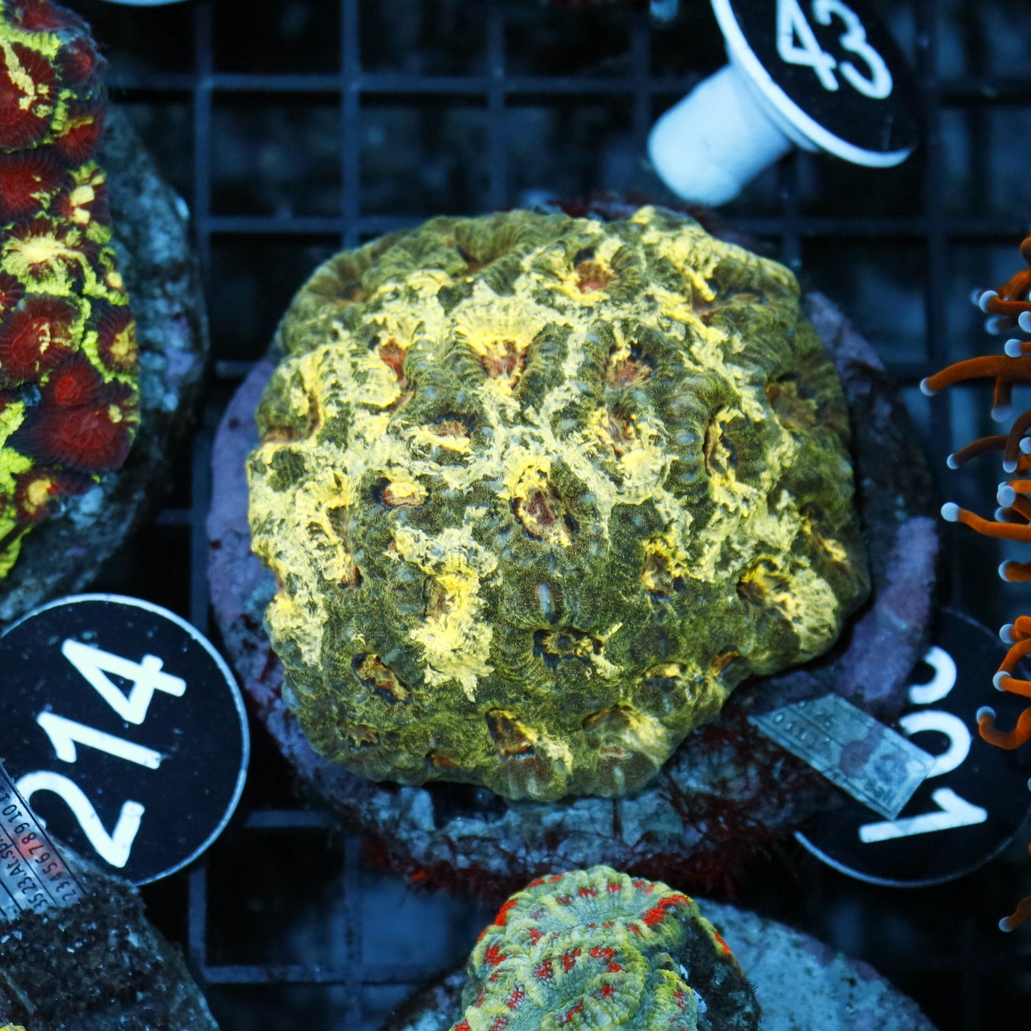 ACAN ECHINATA BK391