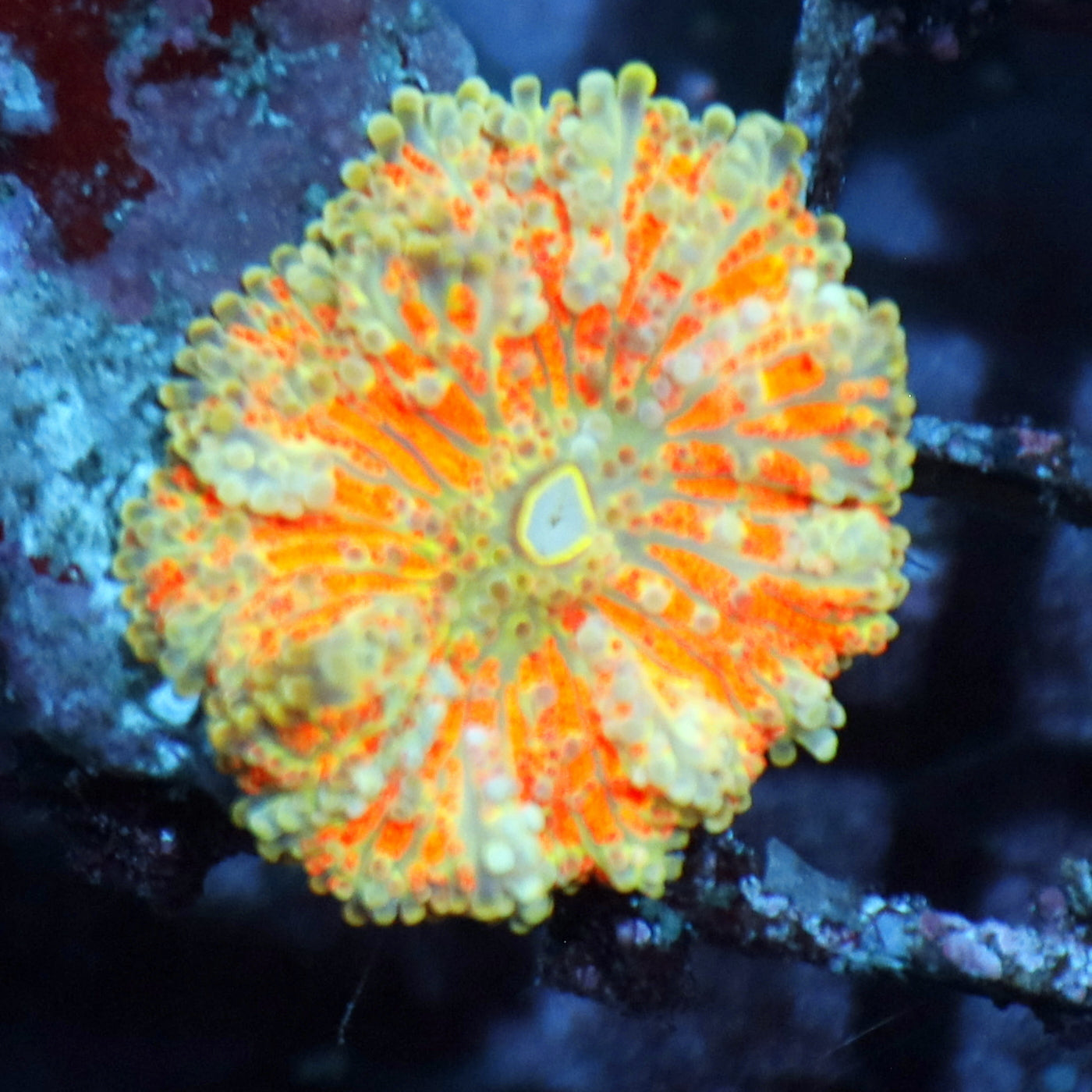 Ricordia metallic orange