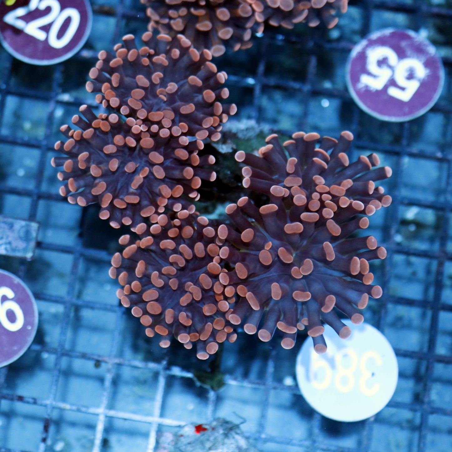 Hammer Copper Branching B389