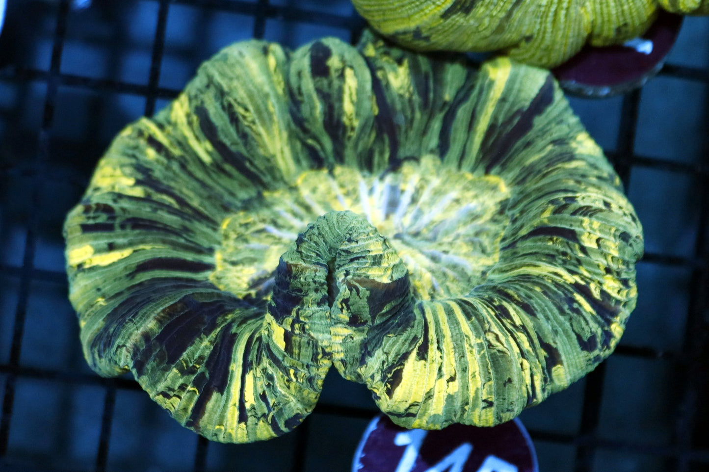 TRACHY BRAIN GREEN METALLIC