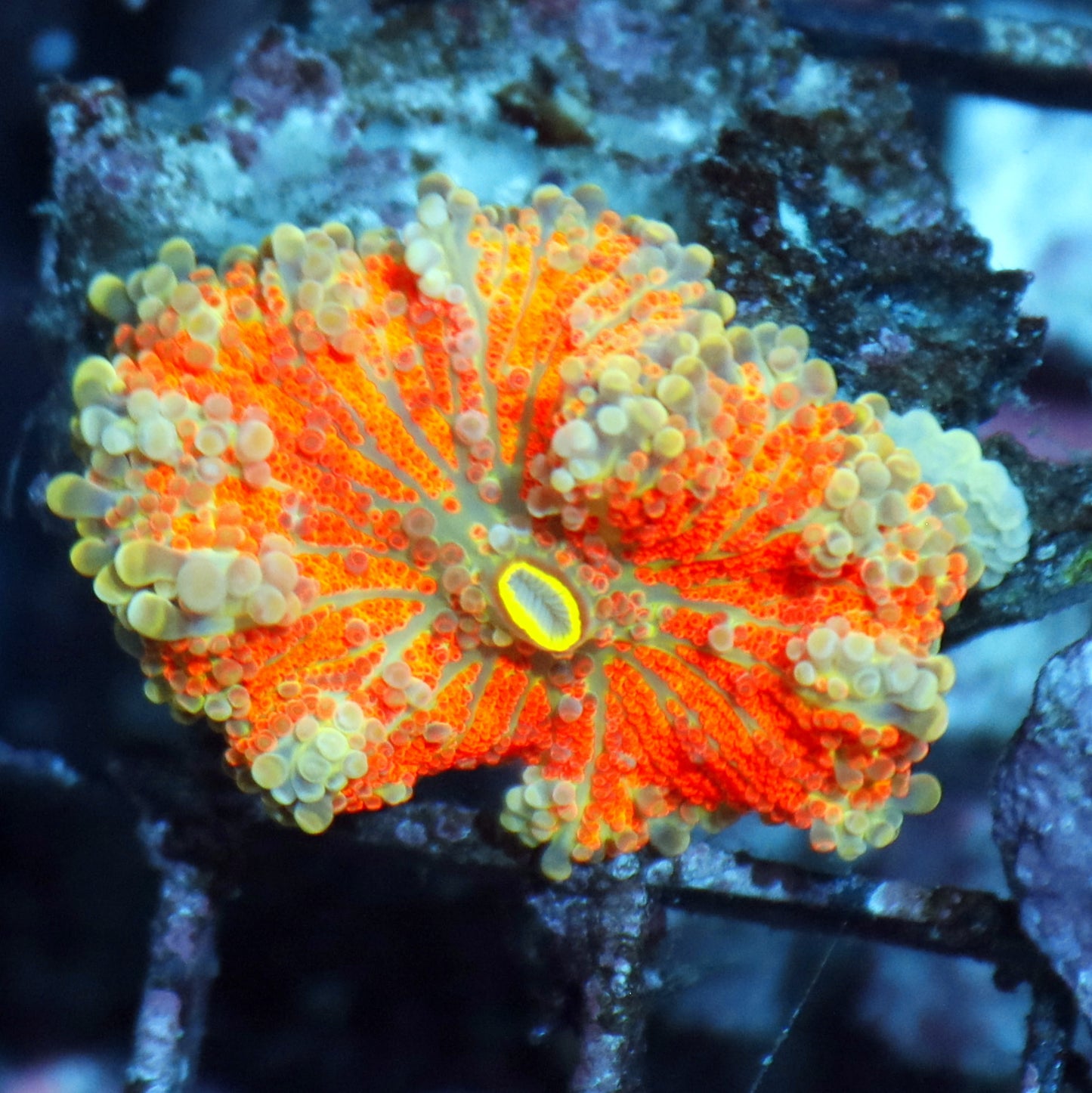 Ricordia metallic orange