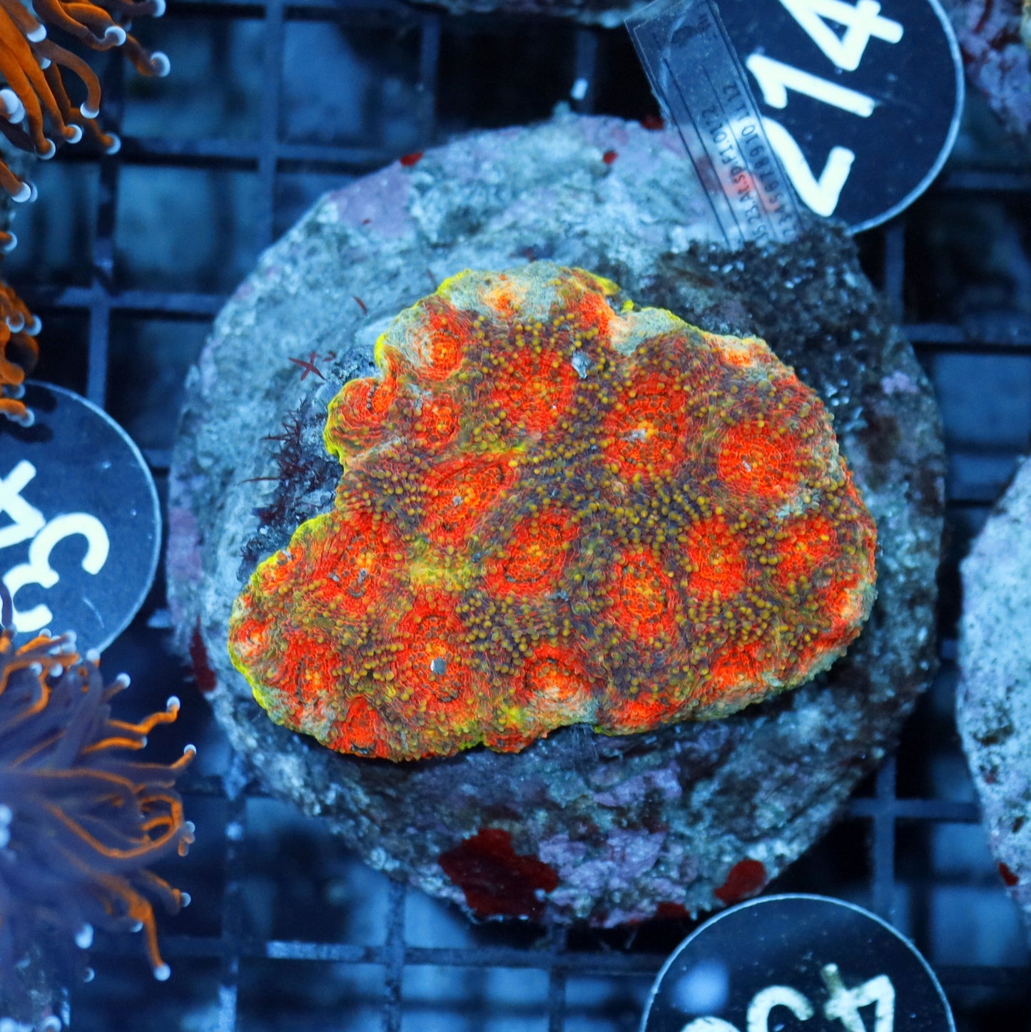 ACAN ECHINATA BK438