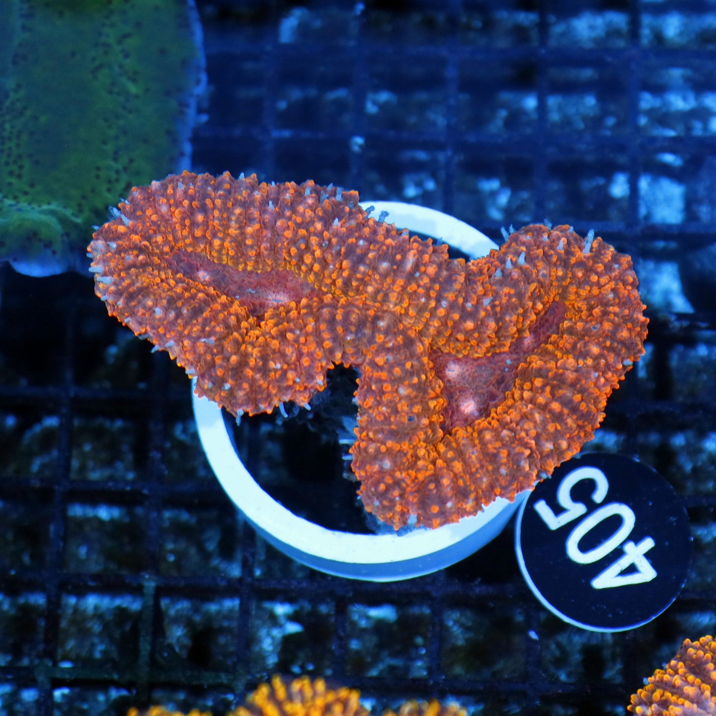 Lobophyllia orange Metallic BK405