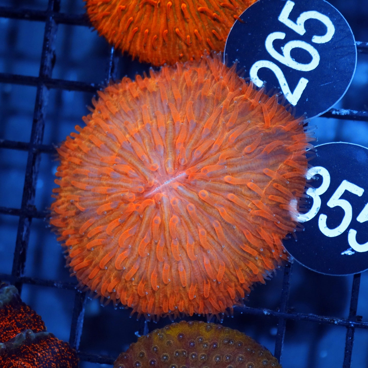 Plate Orange metallic BK355
