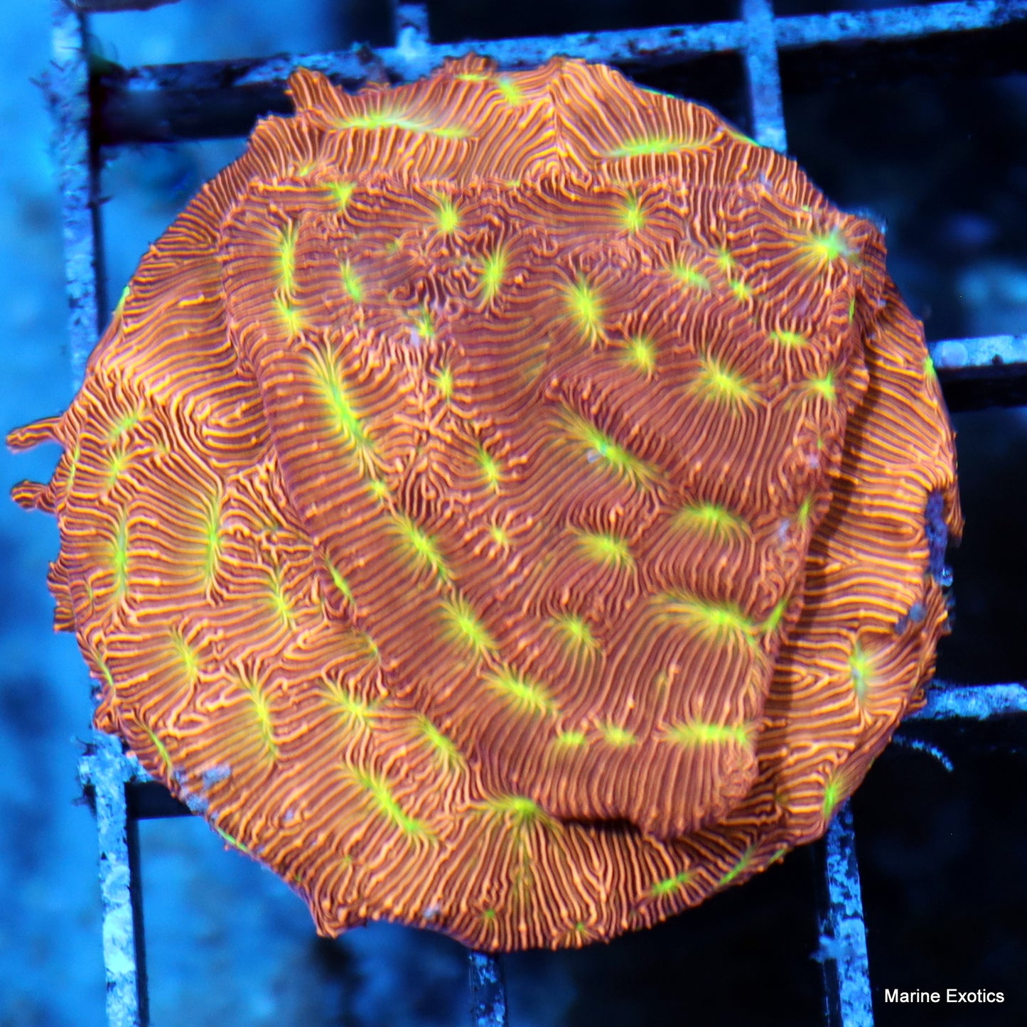Frag Pack #1 (10 assorted frags)