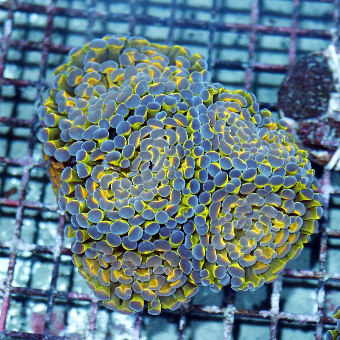 Hammer Branching Hologram