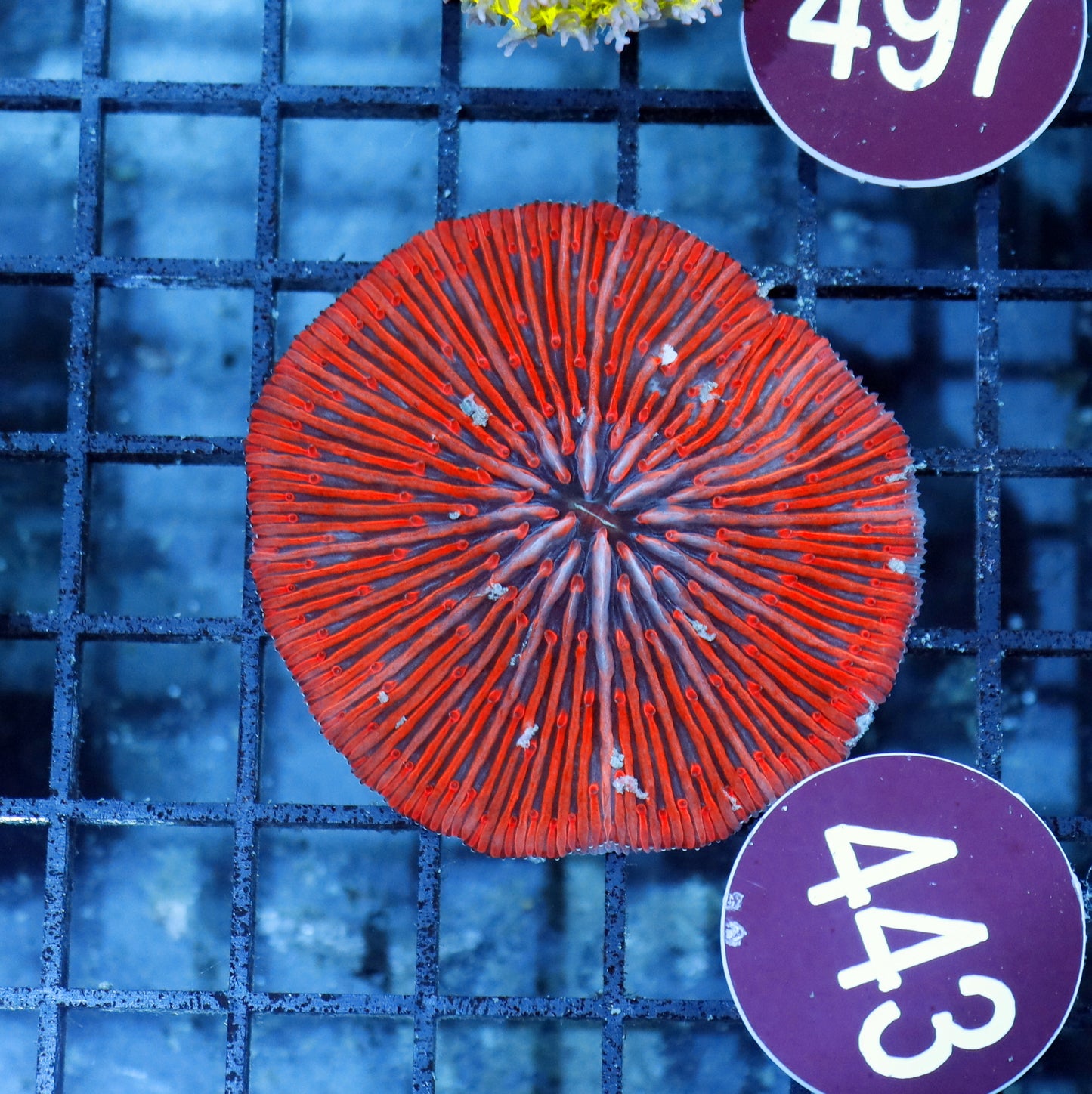 Plate Red R443
