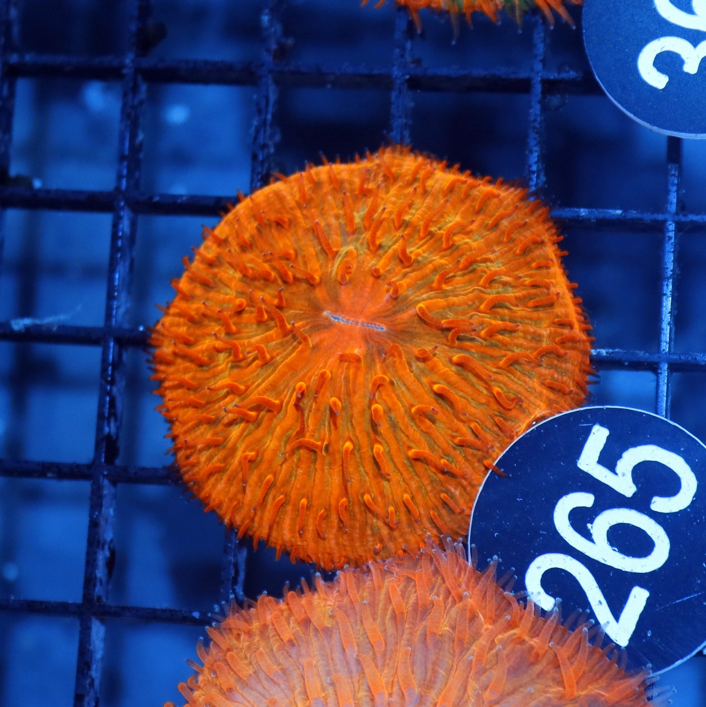 Plate Orange metallic BK265
