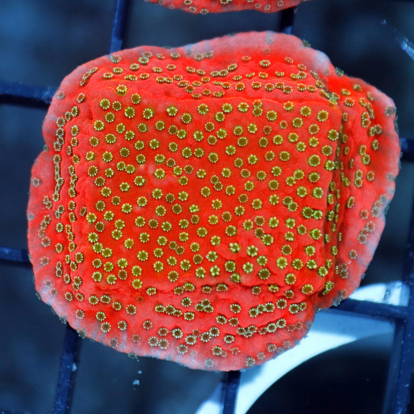 Frag Pack #1 (10 assorted frags)