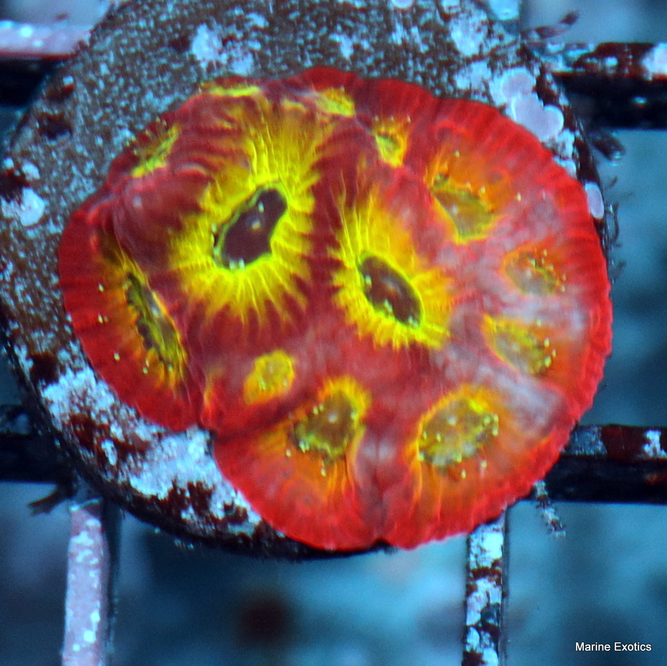 Frag Pack #1 (10 assorted frags)