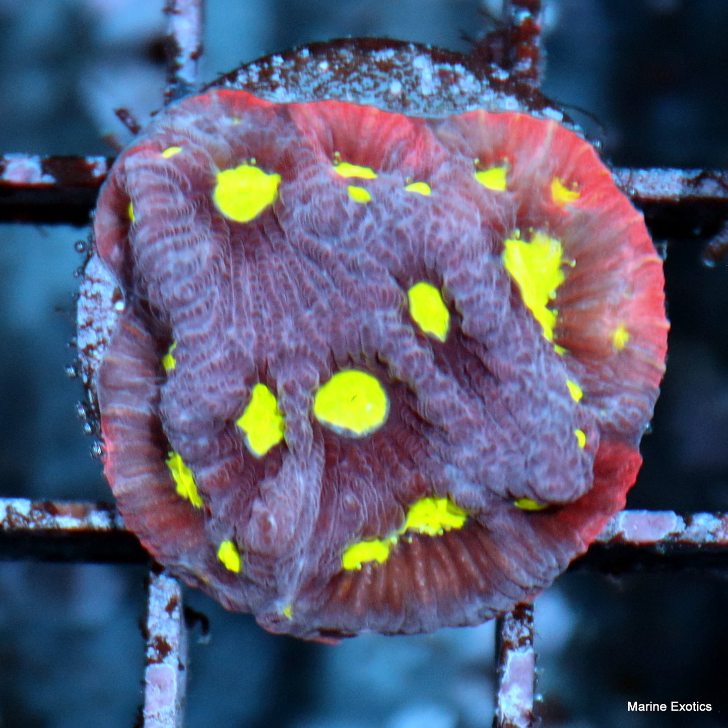 Frag Pack #1 (10 assorted frags)