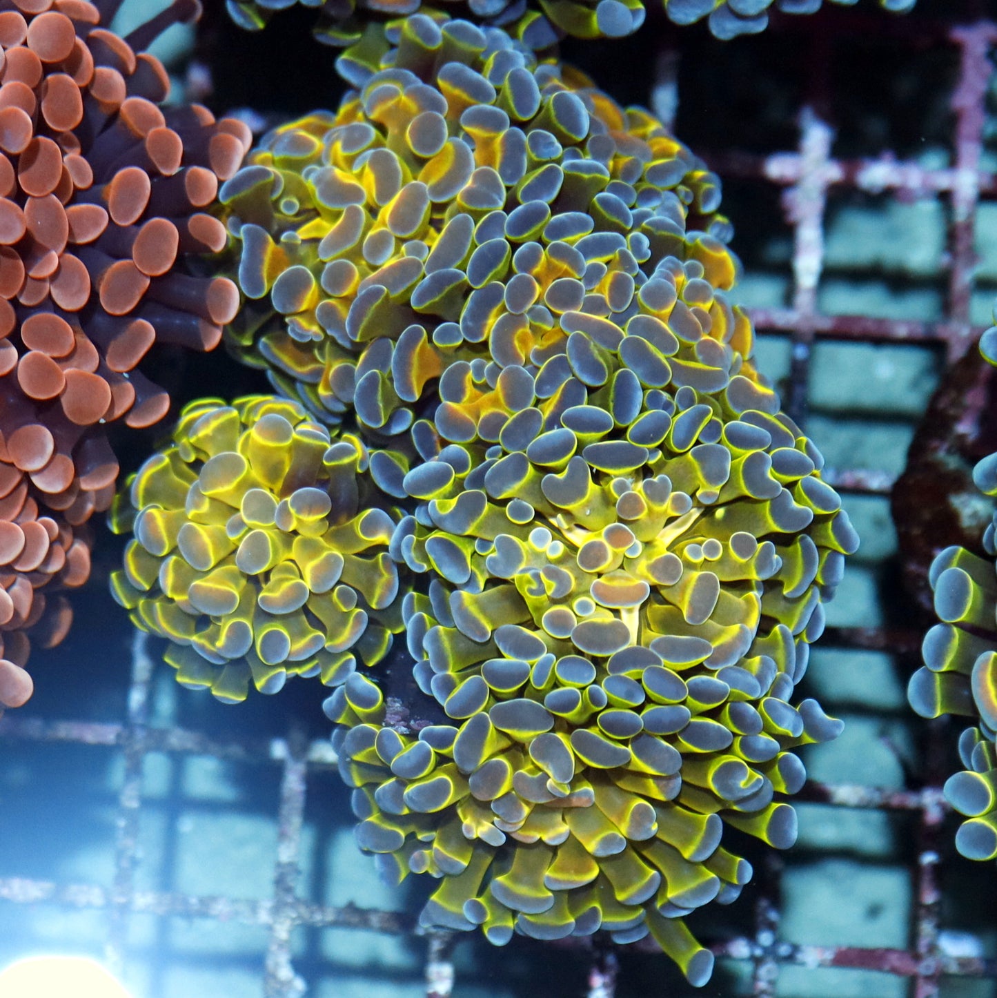 Hammer Branching Hologram