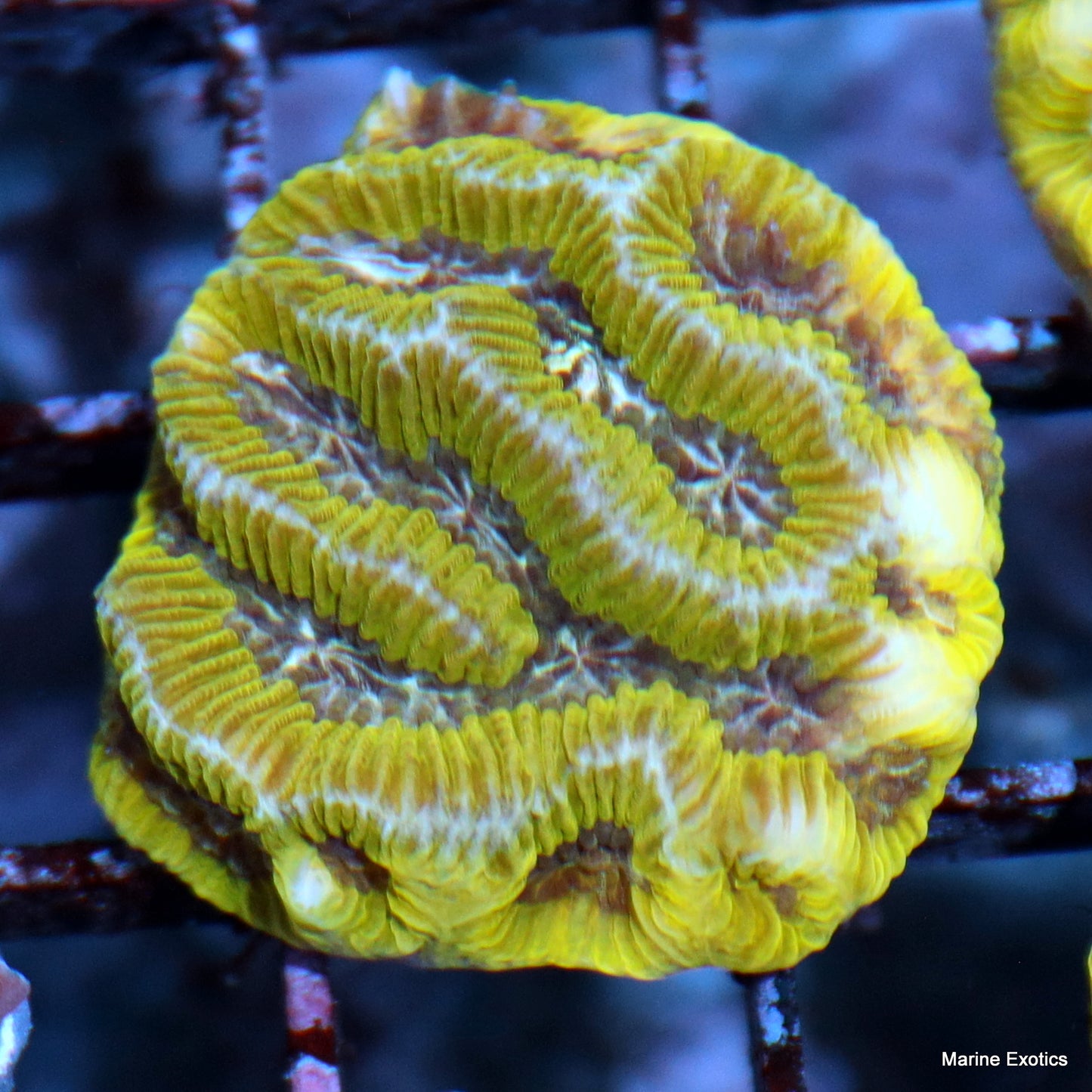 Frag Pack #1 (10 assorted frags)