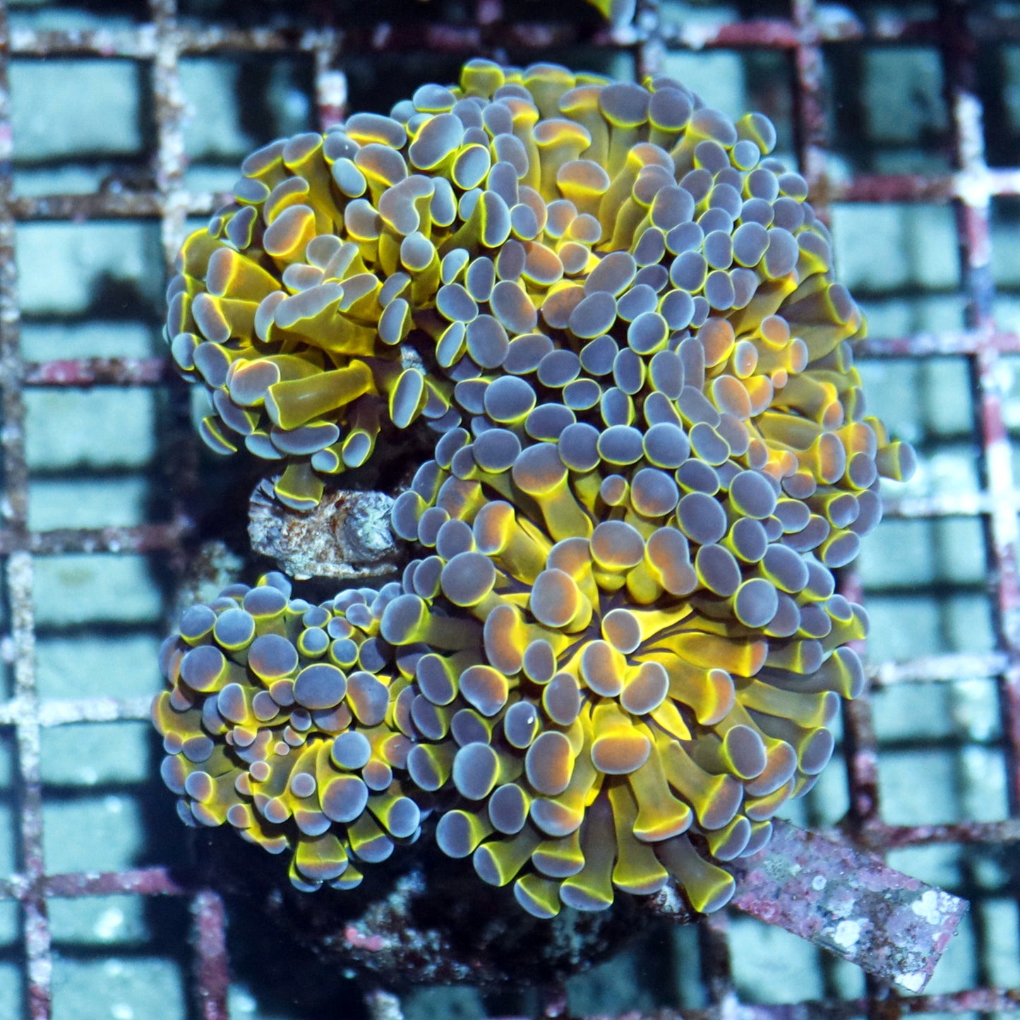 Hammer Branching Hologram