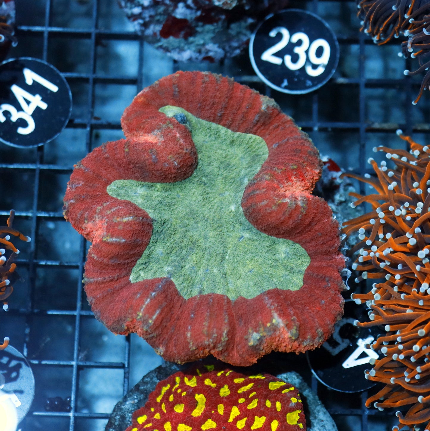 LOBOPHYLLIA RAINBOW BK45