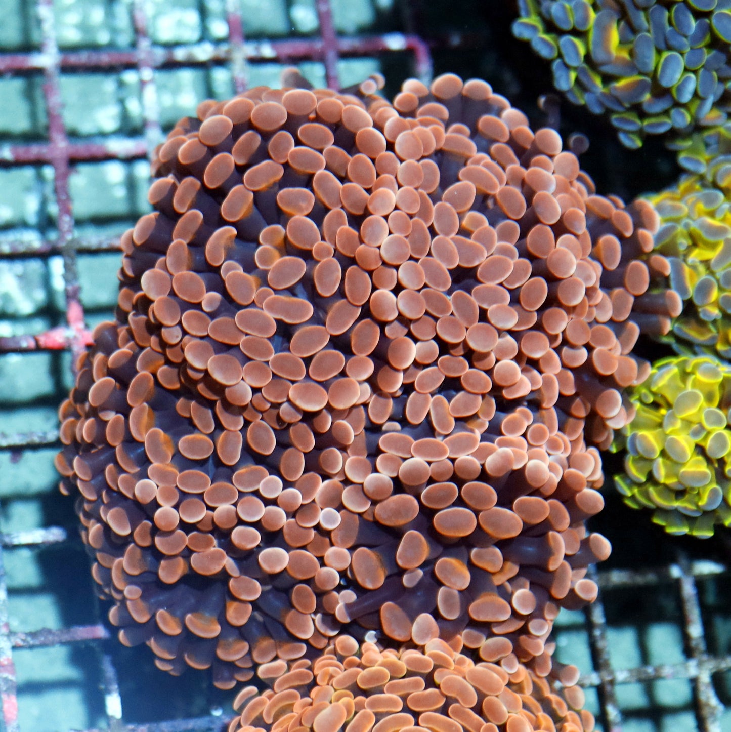 Hammer Branching Orange