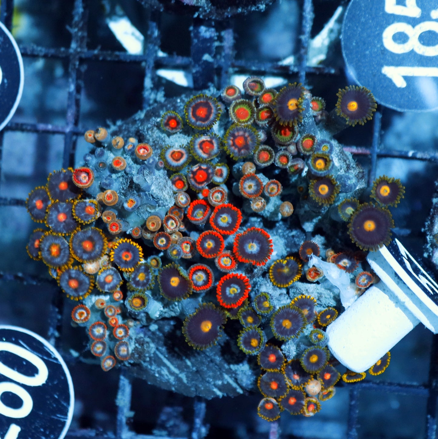 Zoanthid Combo Bk57