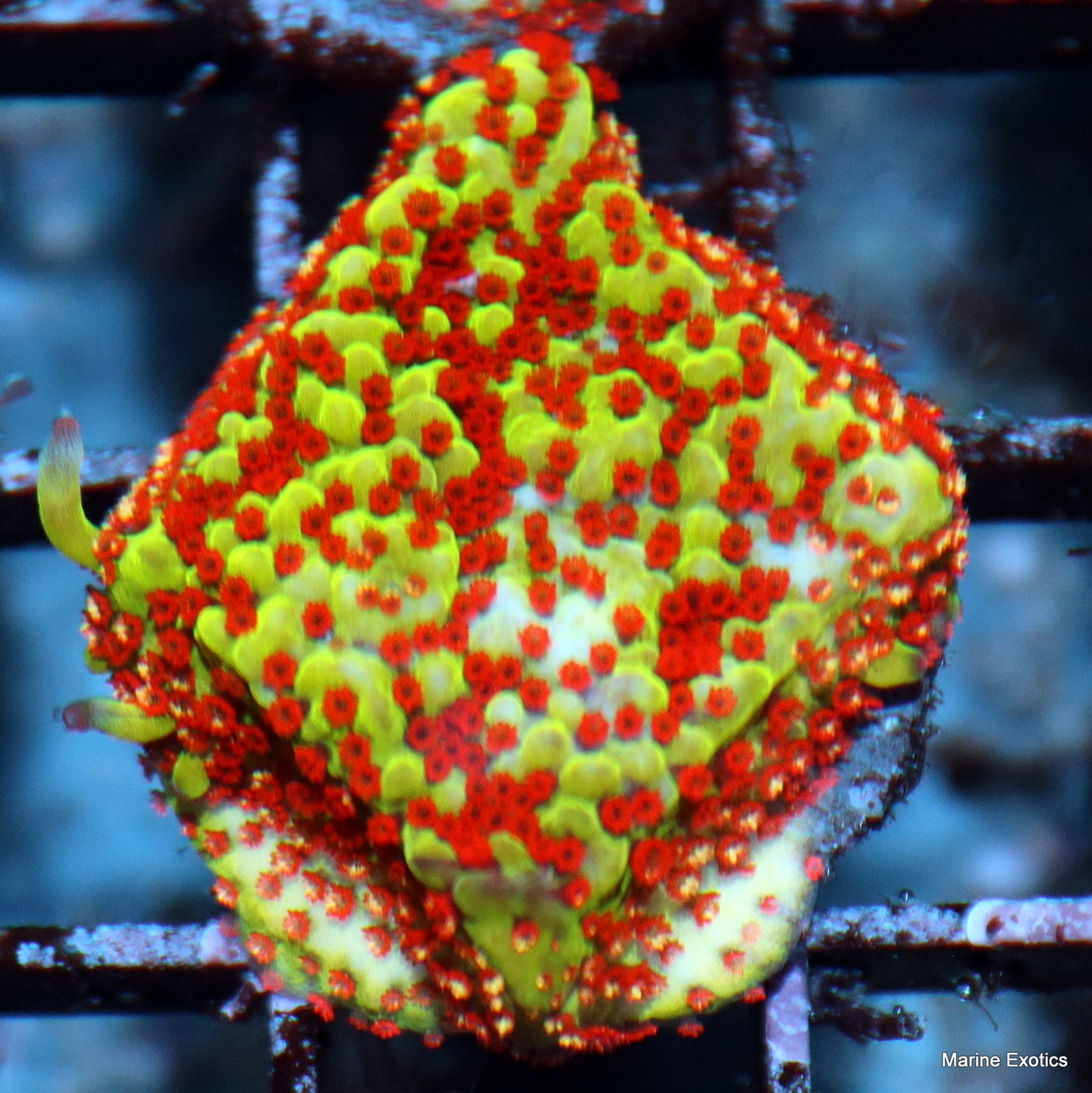 Frag Pack #1 (10 assorted frags)