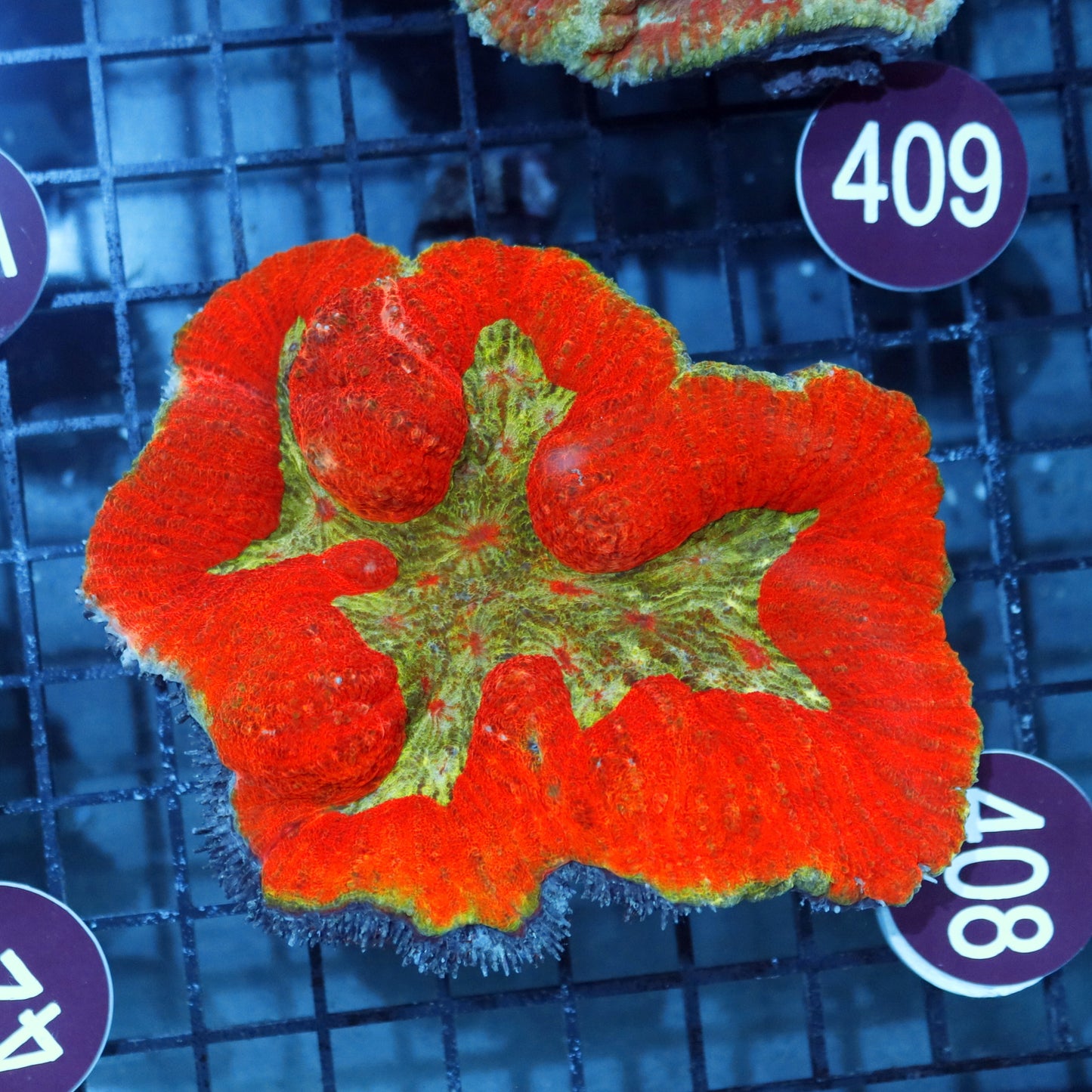 Lobo Metallic red green R408