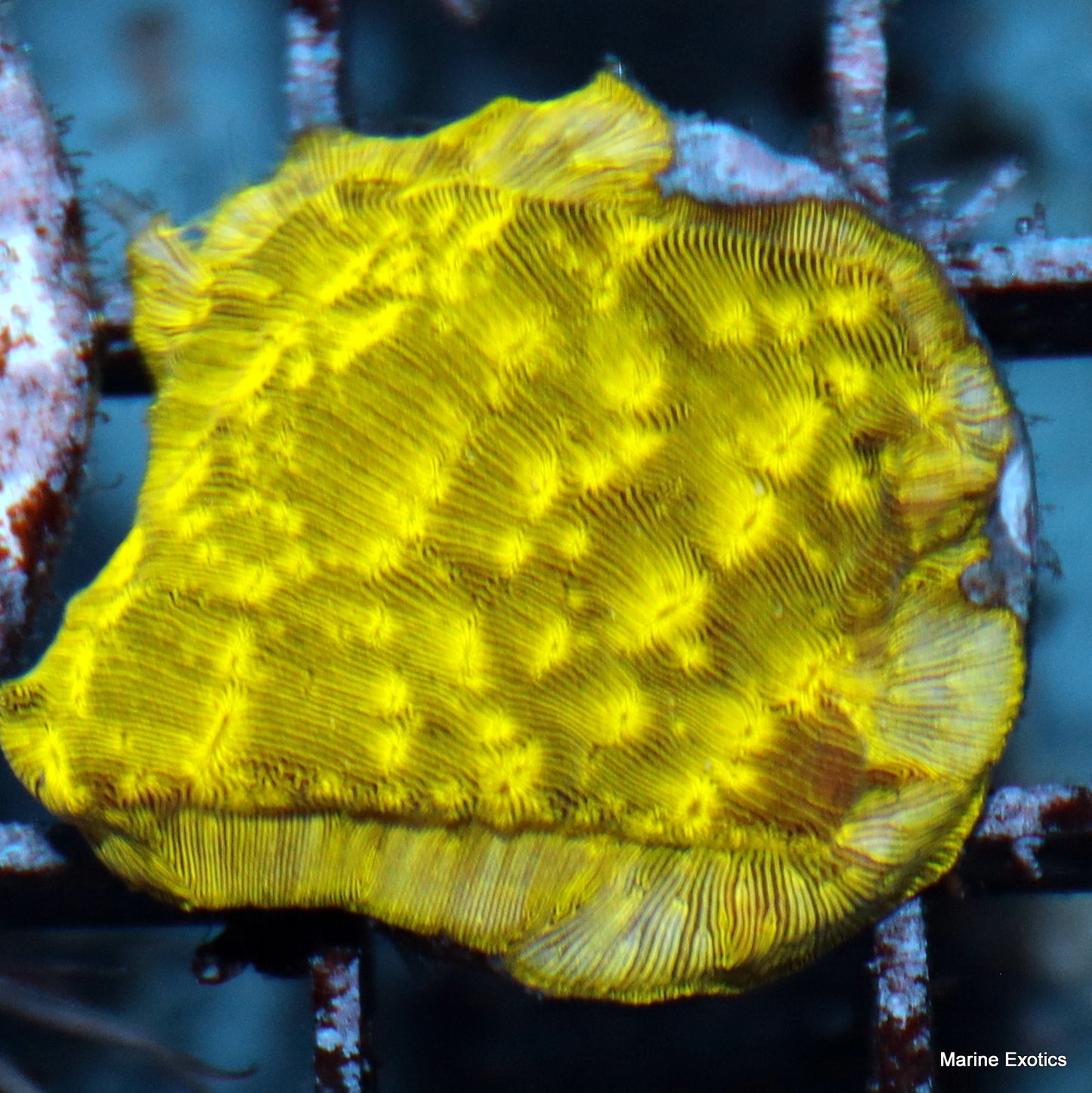 Frag Pack #1 (10 assorted frags)