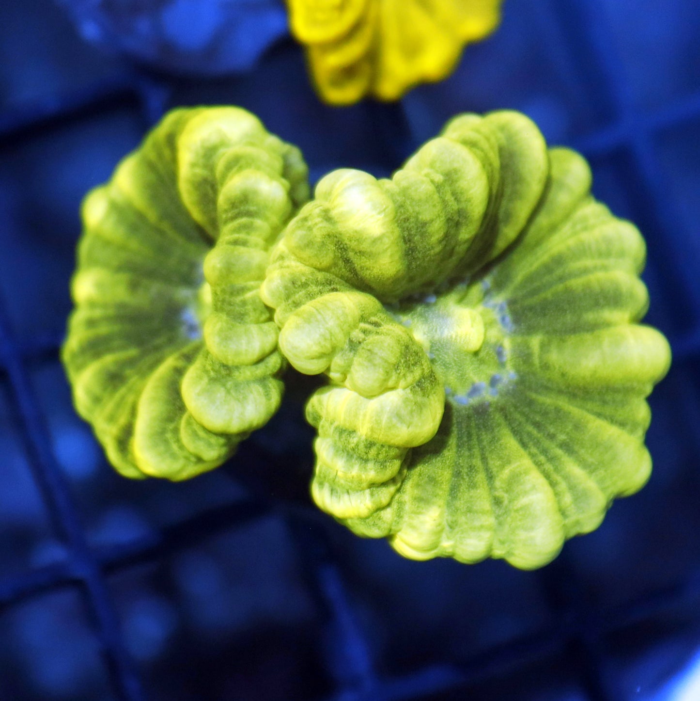 Frag Pack #3 100 assorted Frags