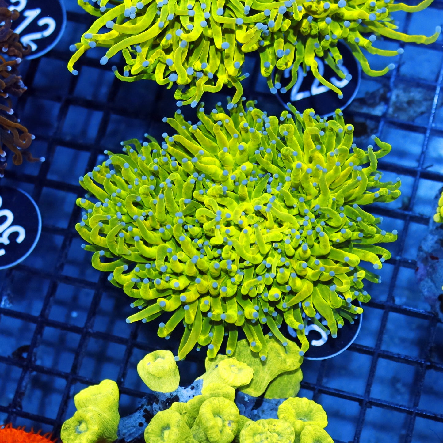 Torch Holy banana 6 heads BK399