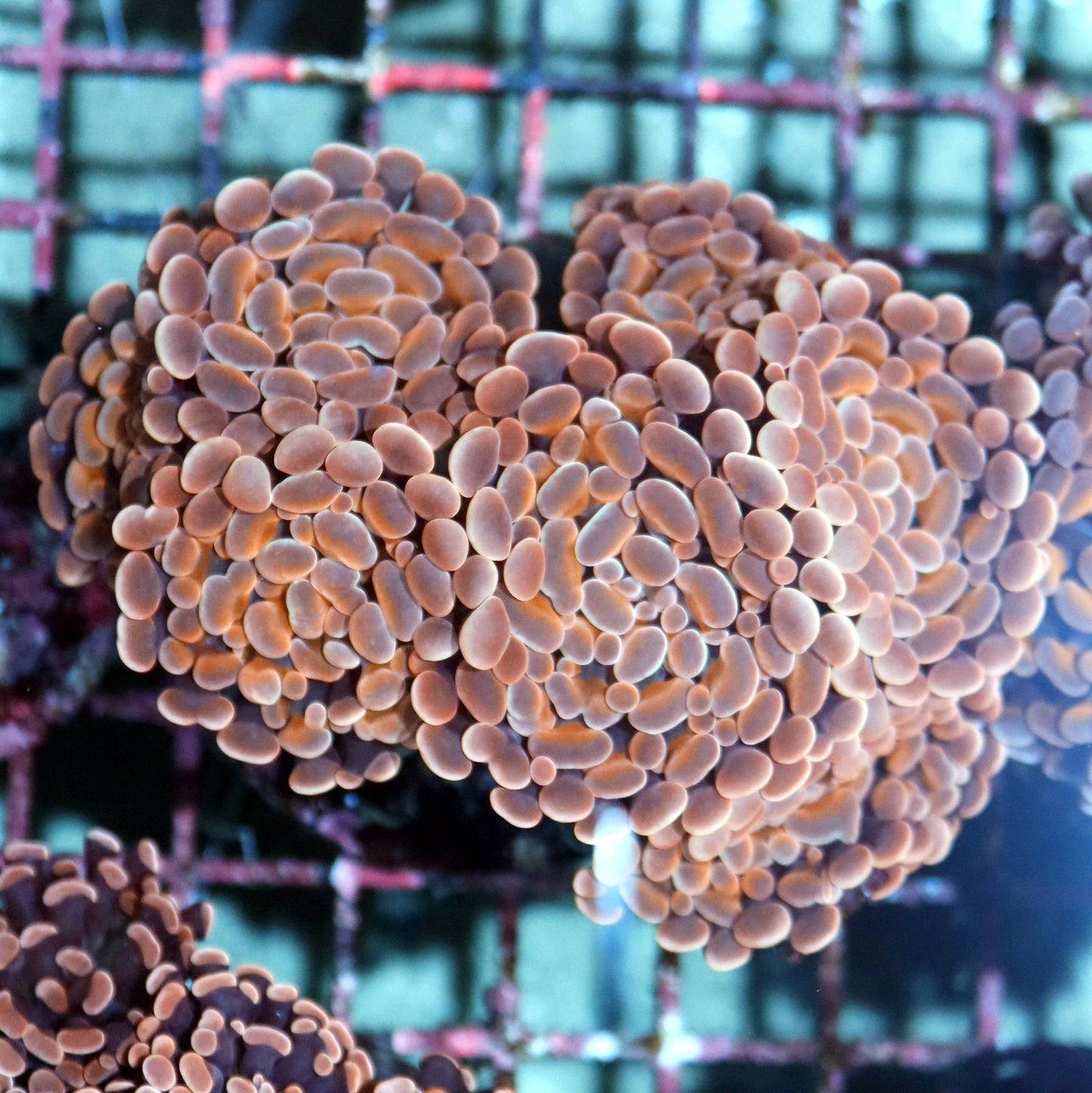 Hammer Branching Orange