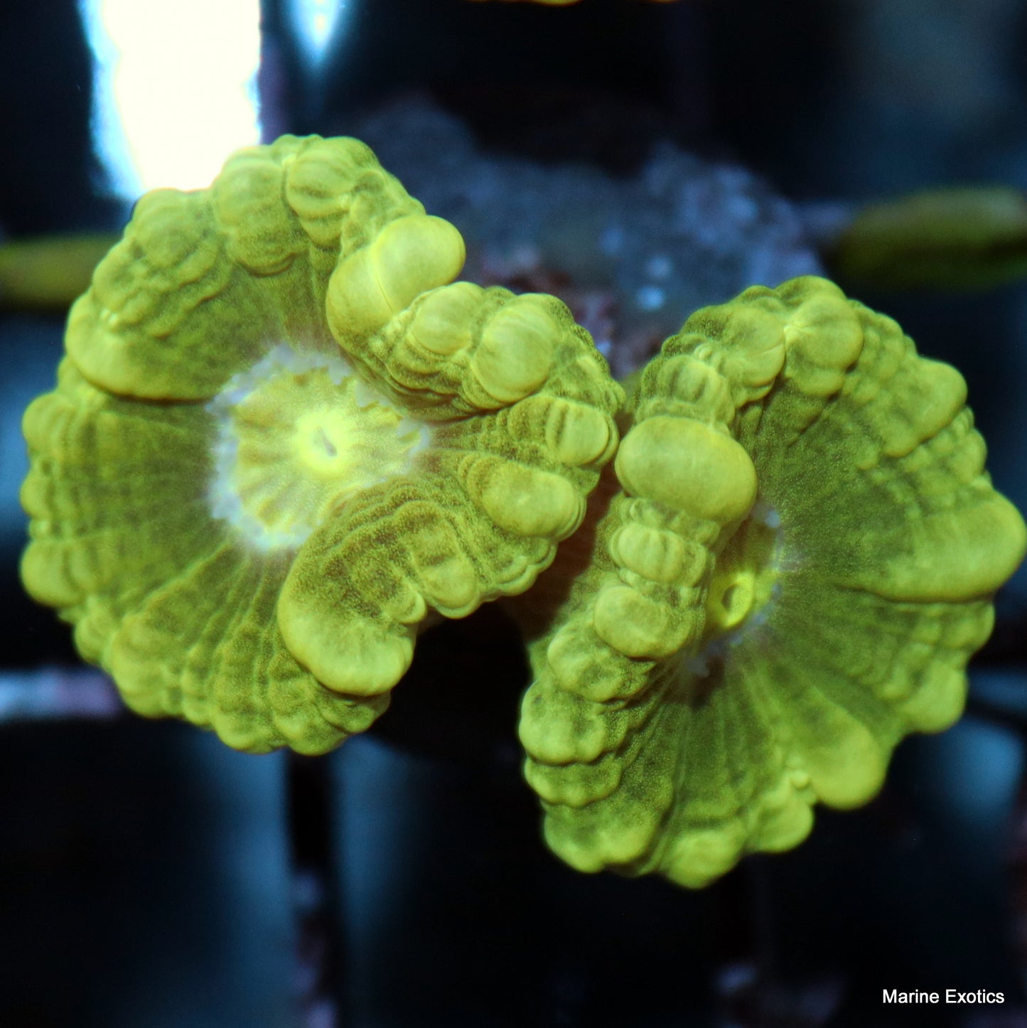 Frag Pack #1 (10 assorted frags)