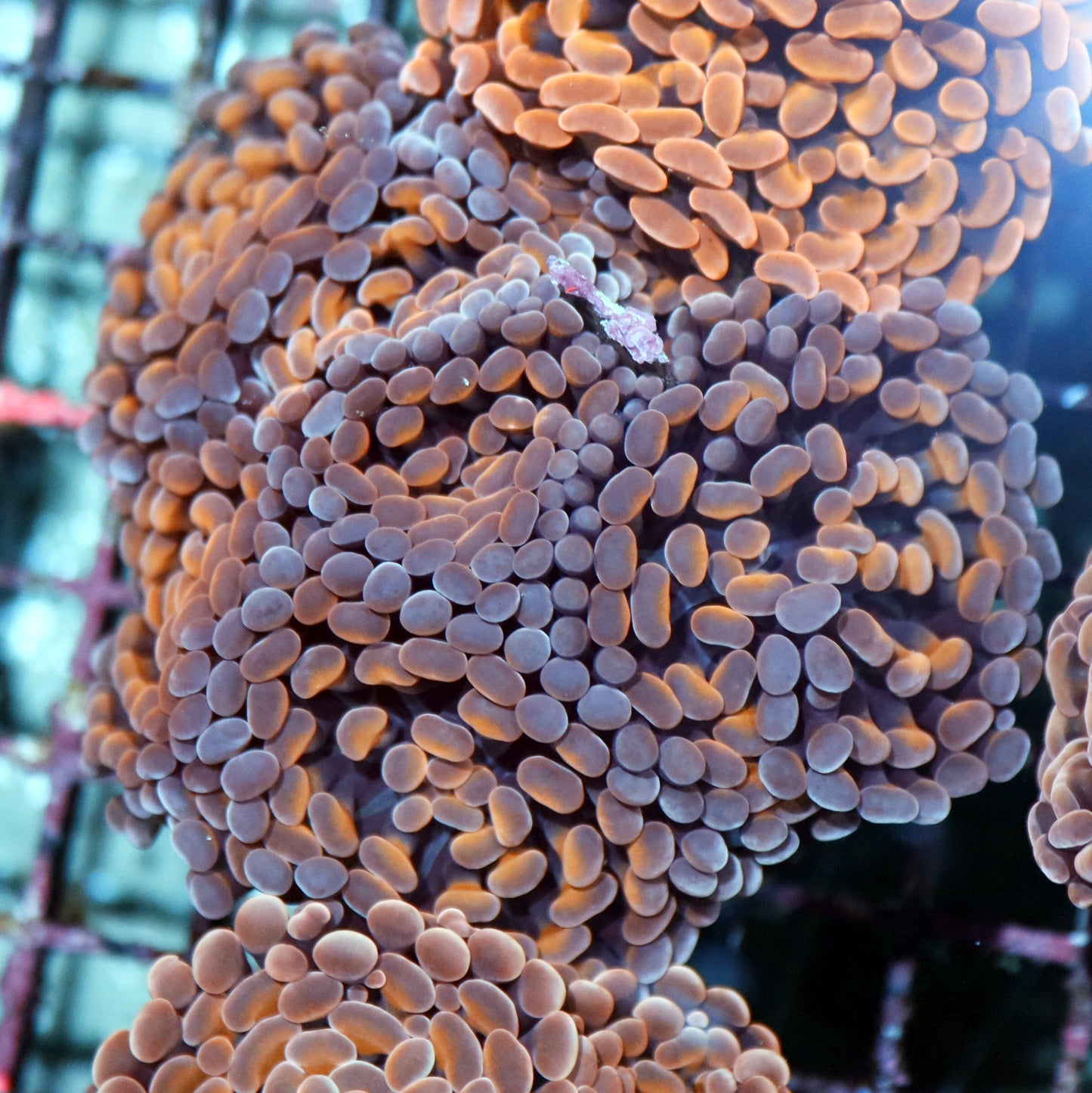 Hammer Branching Orange/purple