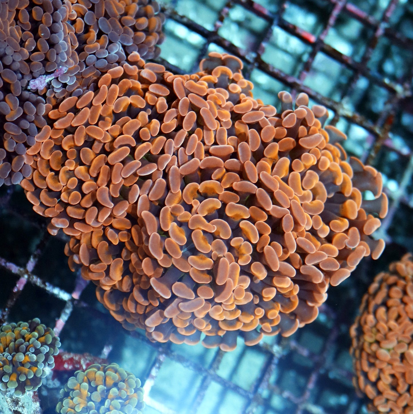 Hammer Branching Orange