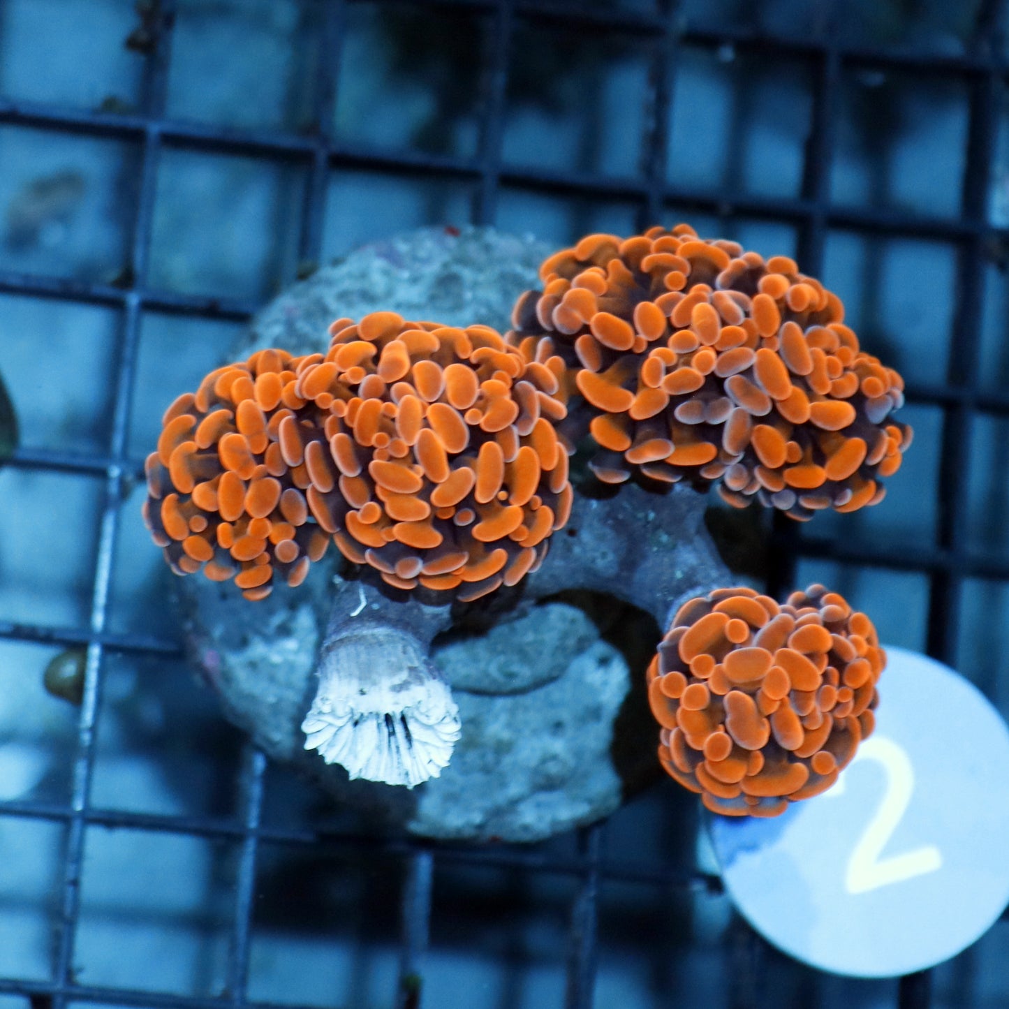 HAMMER METALLIC ORANGE B2