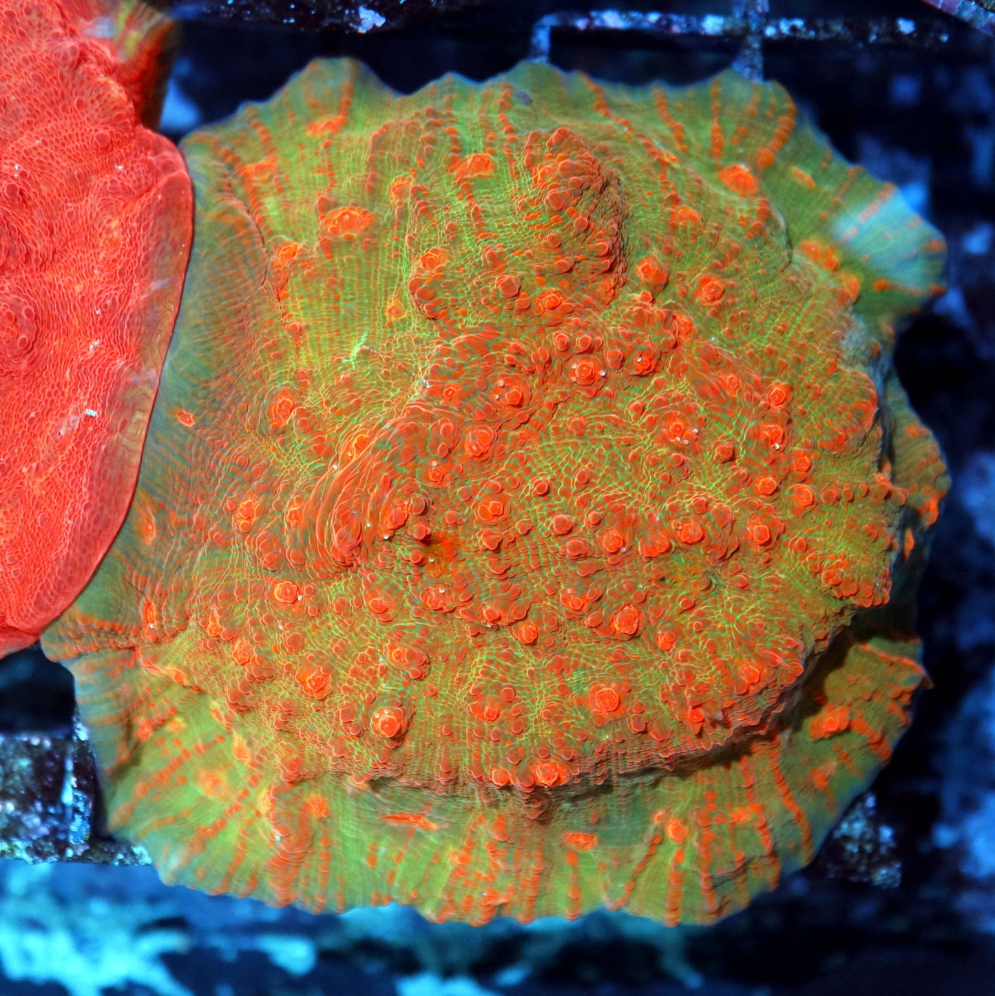 Chalice ultra sherbert