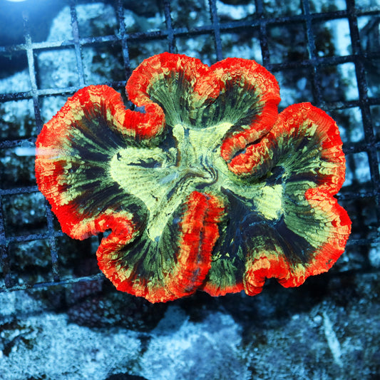 Trachyphyllia