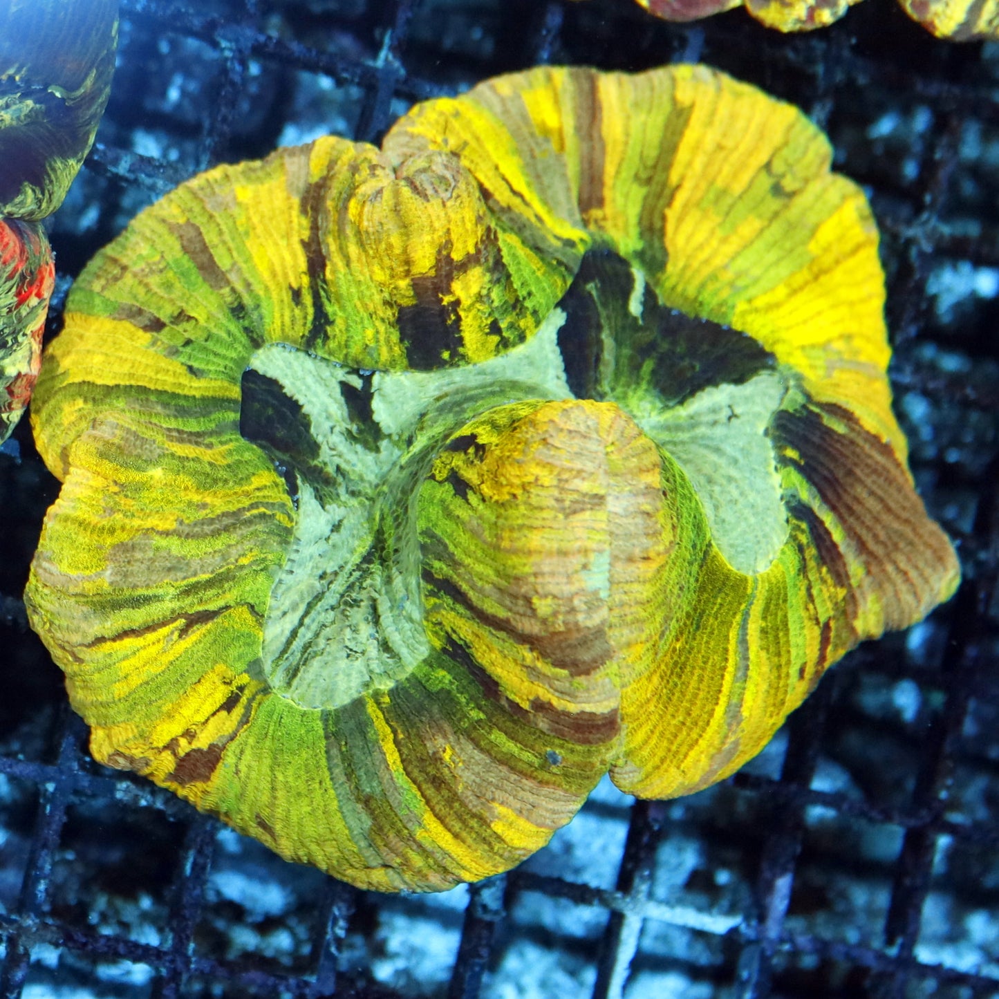 Trachyphyllia
