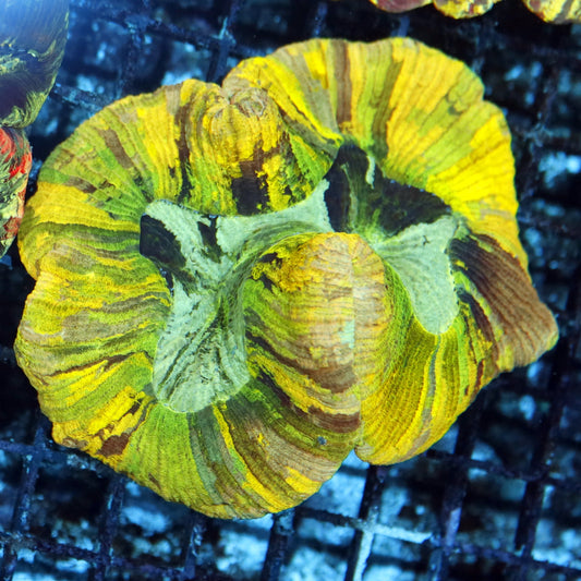 Trachyphyllia